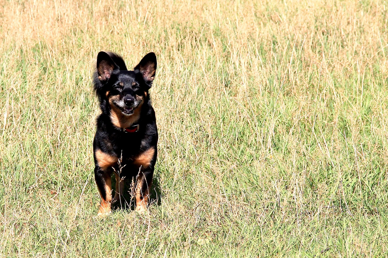 dog meadow dog on meadow free photo