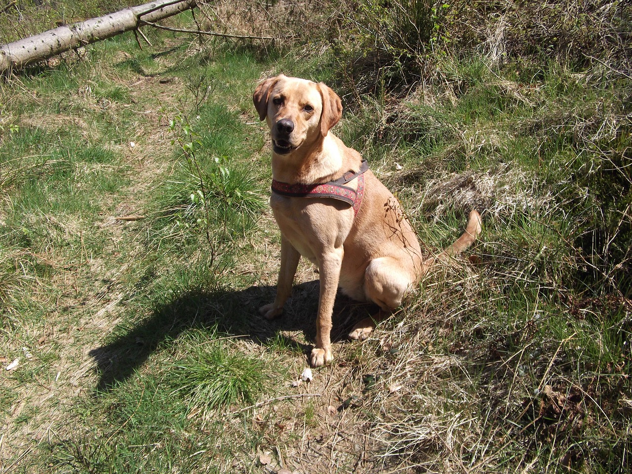 dog labrador pet free photo