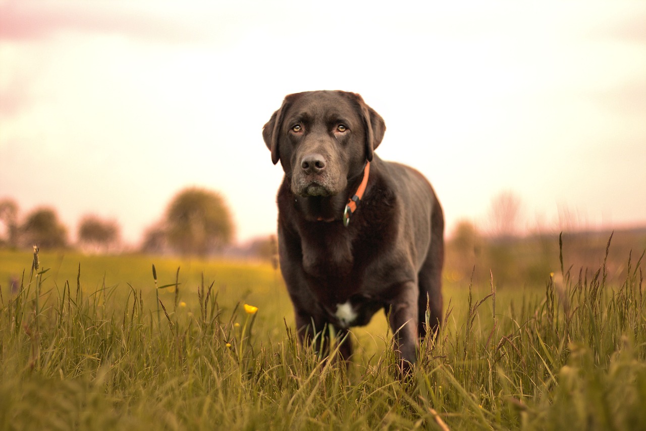 dog nature hundeportrait free photo