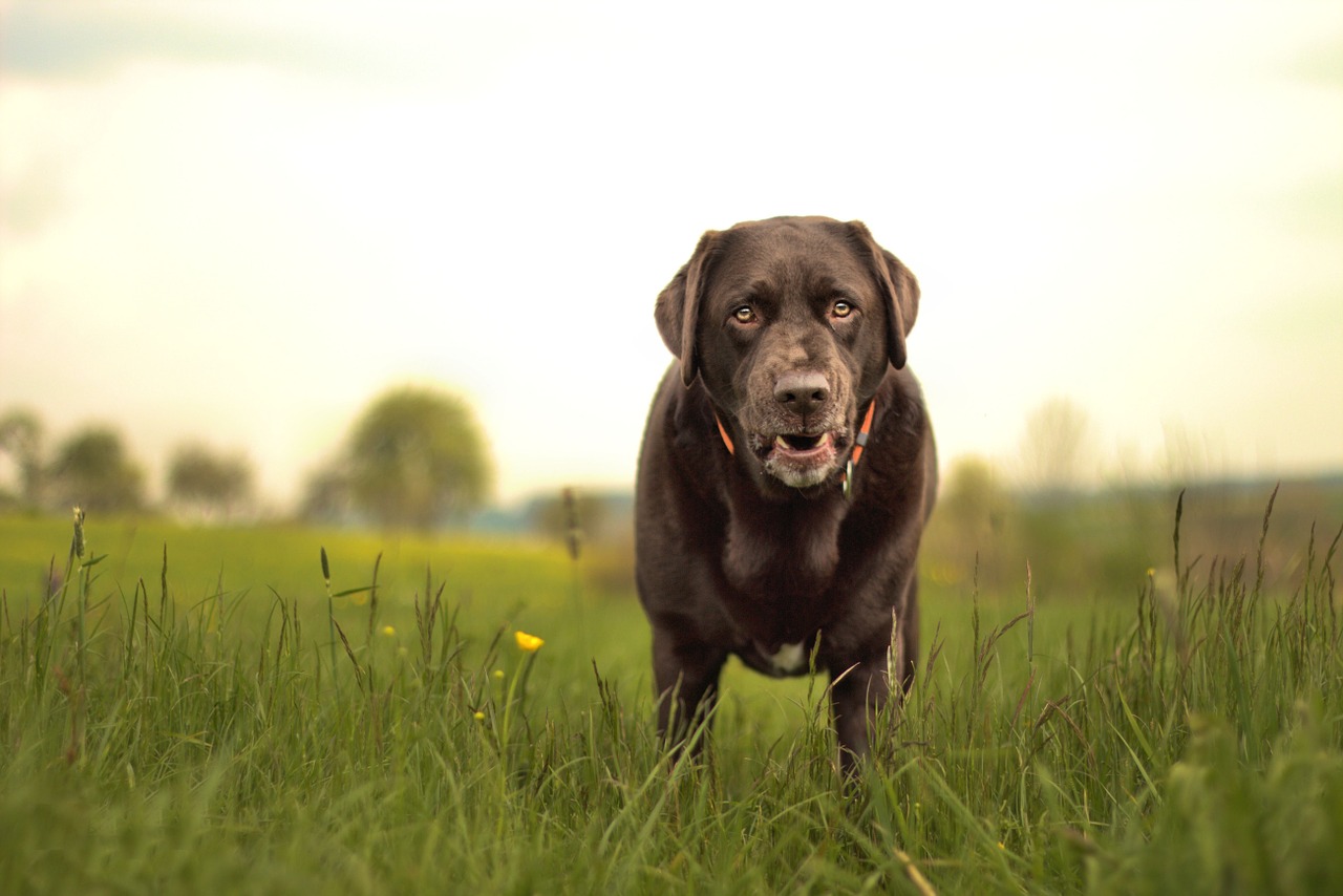 dog labrador animal free photo