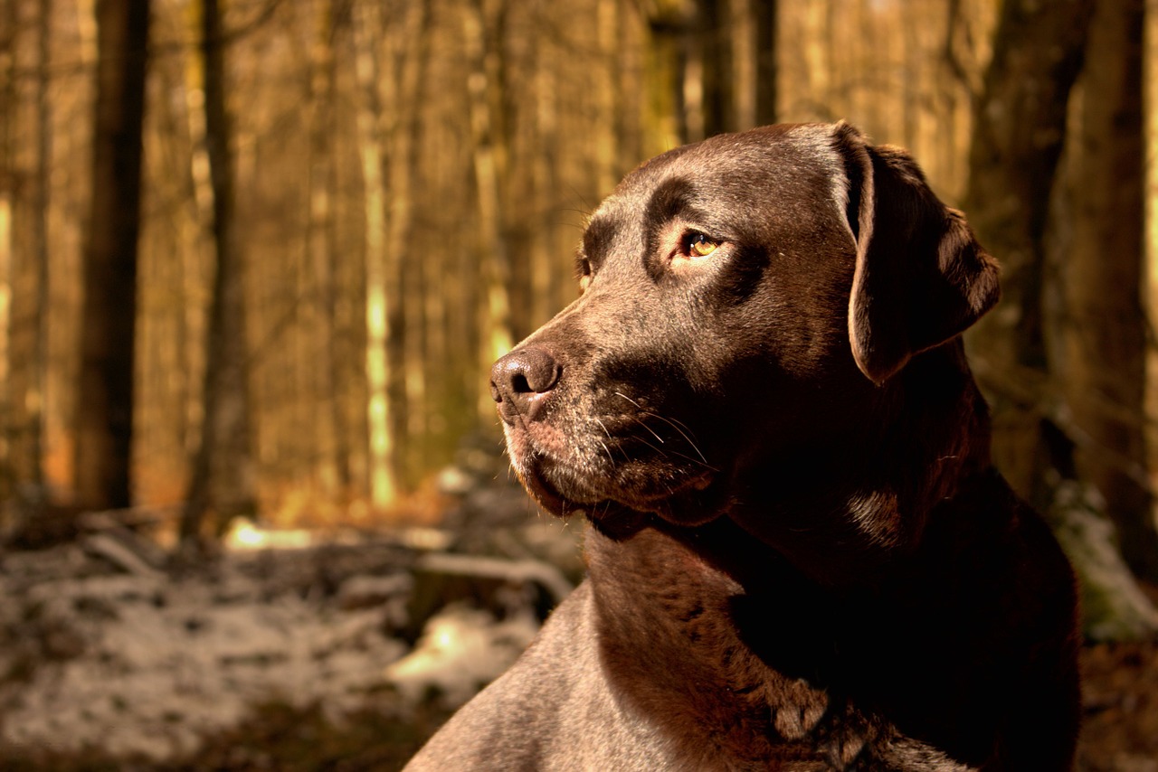 dog friend sun free photo