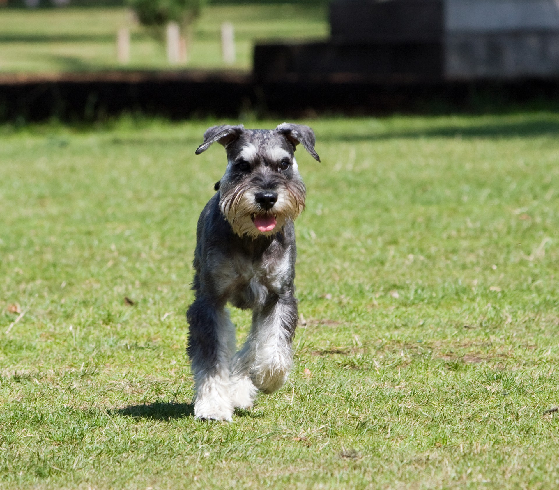 dog beautiful schnauzer free photo