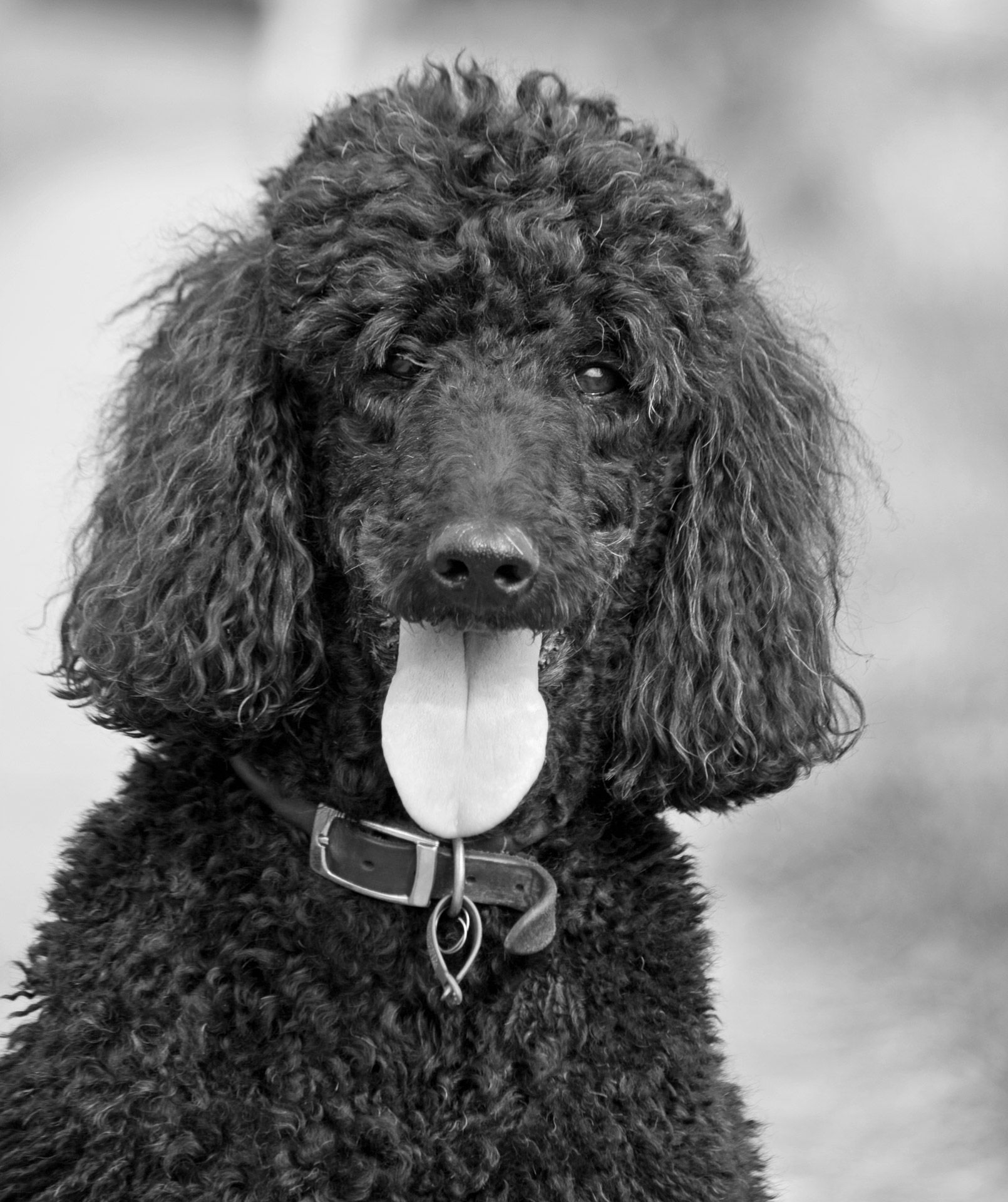 dog poodle beautiful free photo