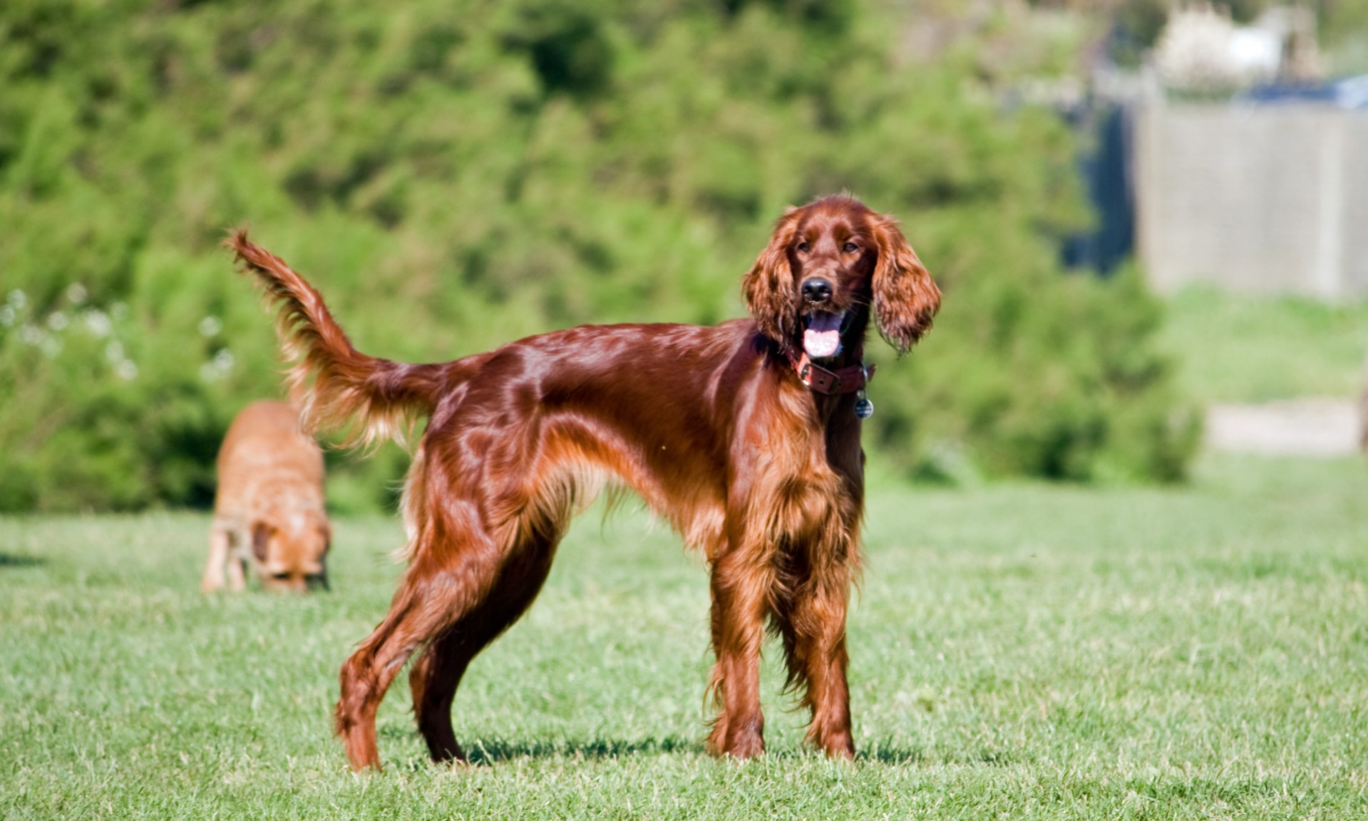 dog beautiful irish setter free photo