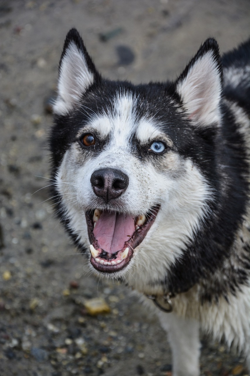 dog husky happy free photo