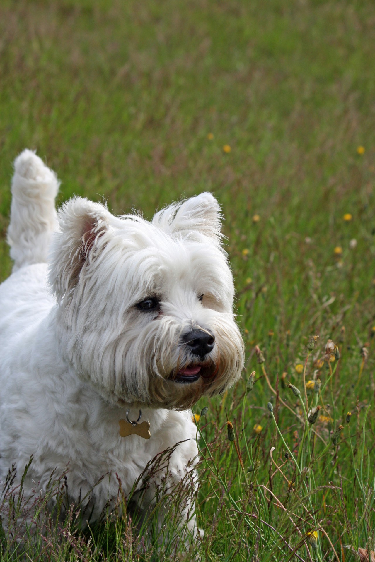 dog cute westie free photo