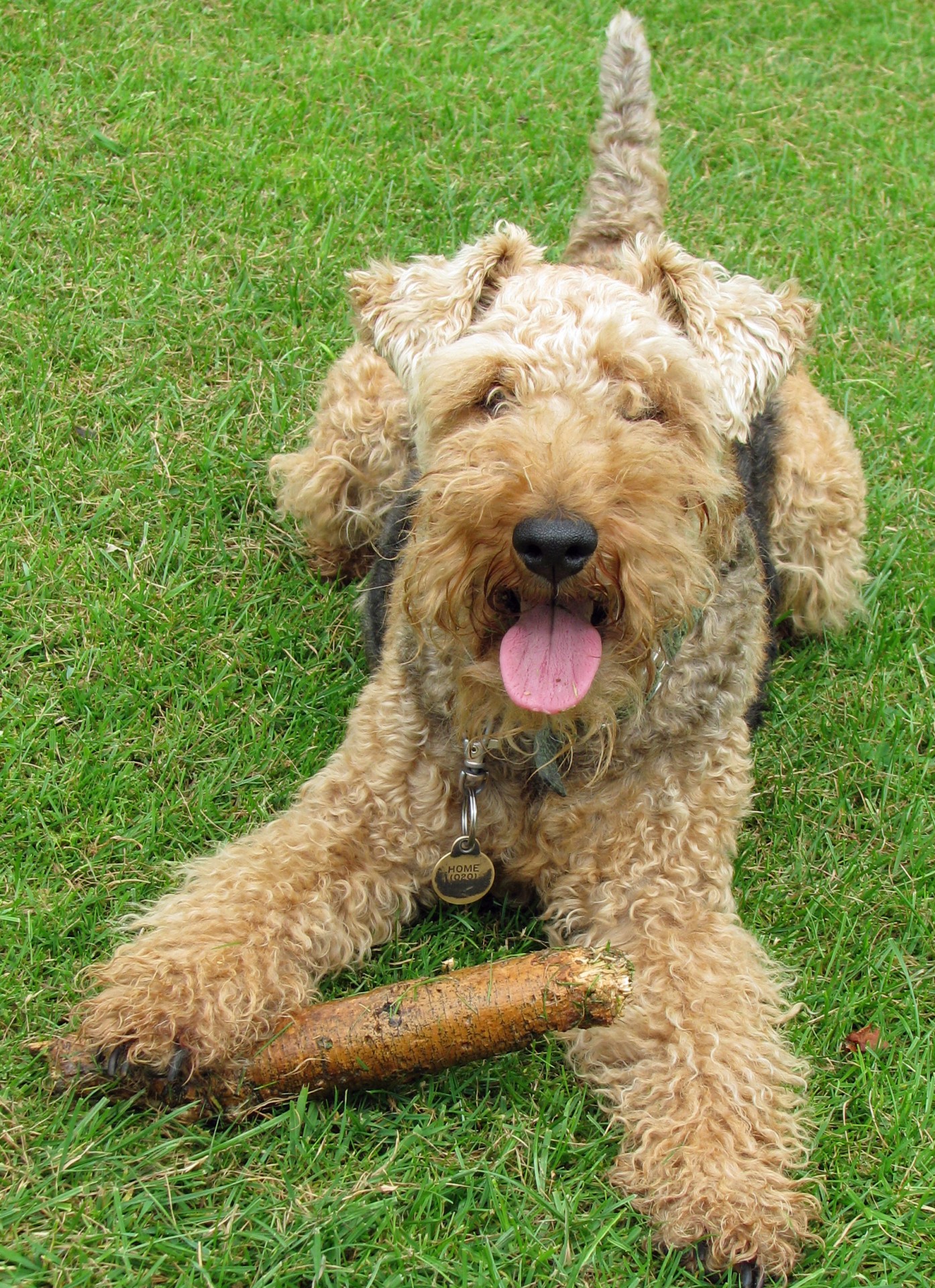 dog animal welsh terrier free photo