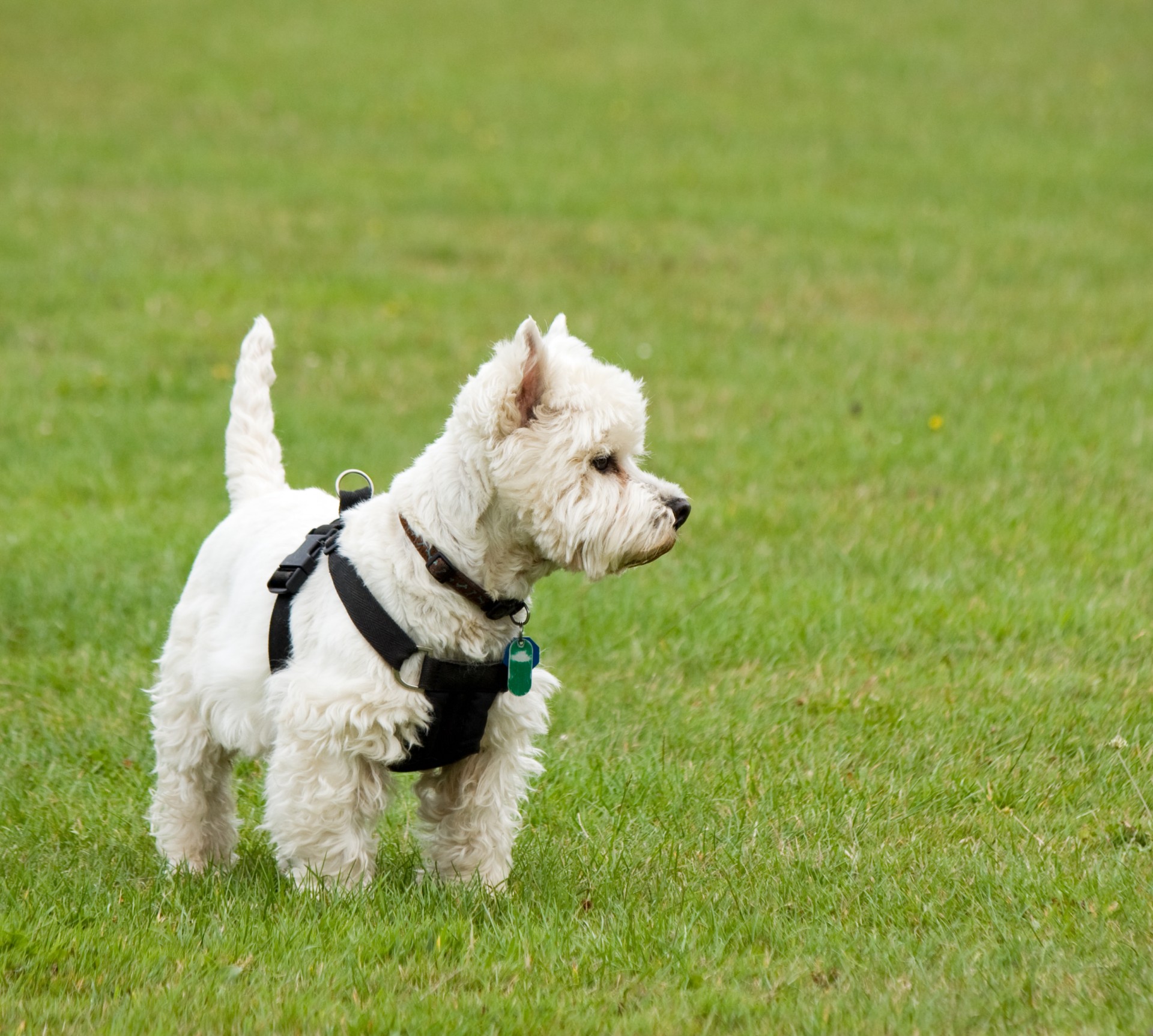 dog westie west highland terrier free photo