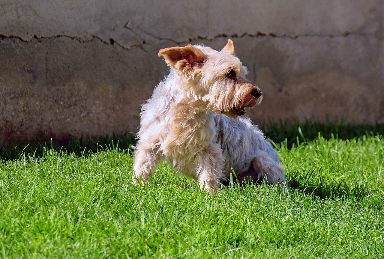 dog yorkshire terrier small free photo