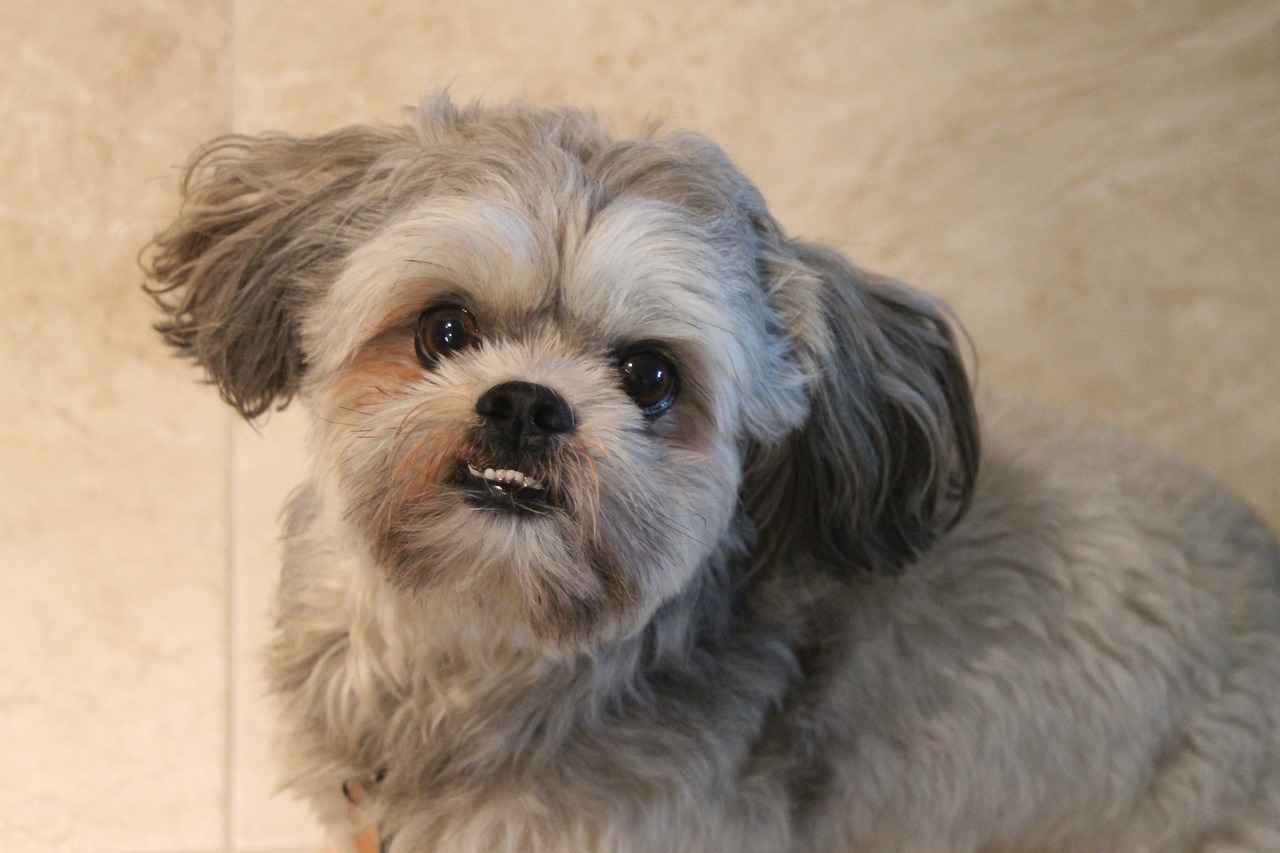 dog shih tzu puppy free photo