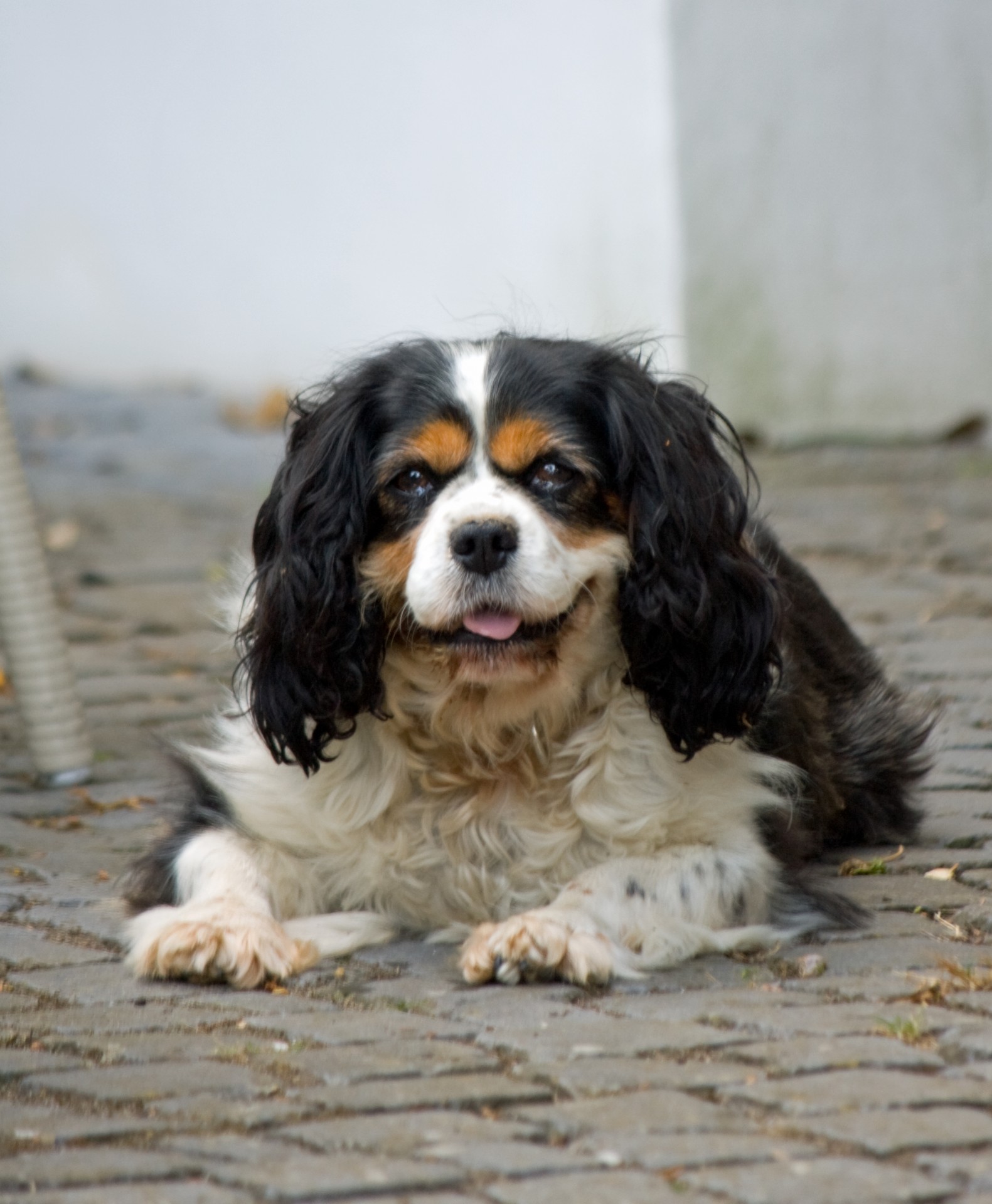 dog cavalier spaniel free photo