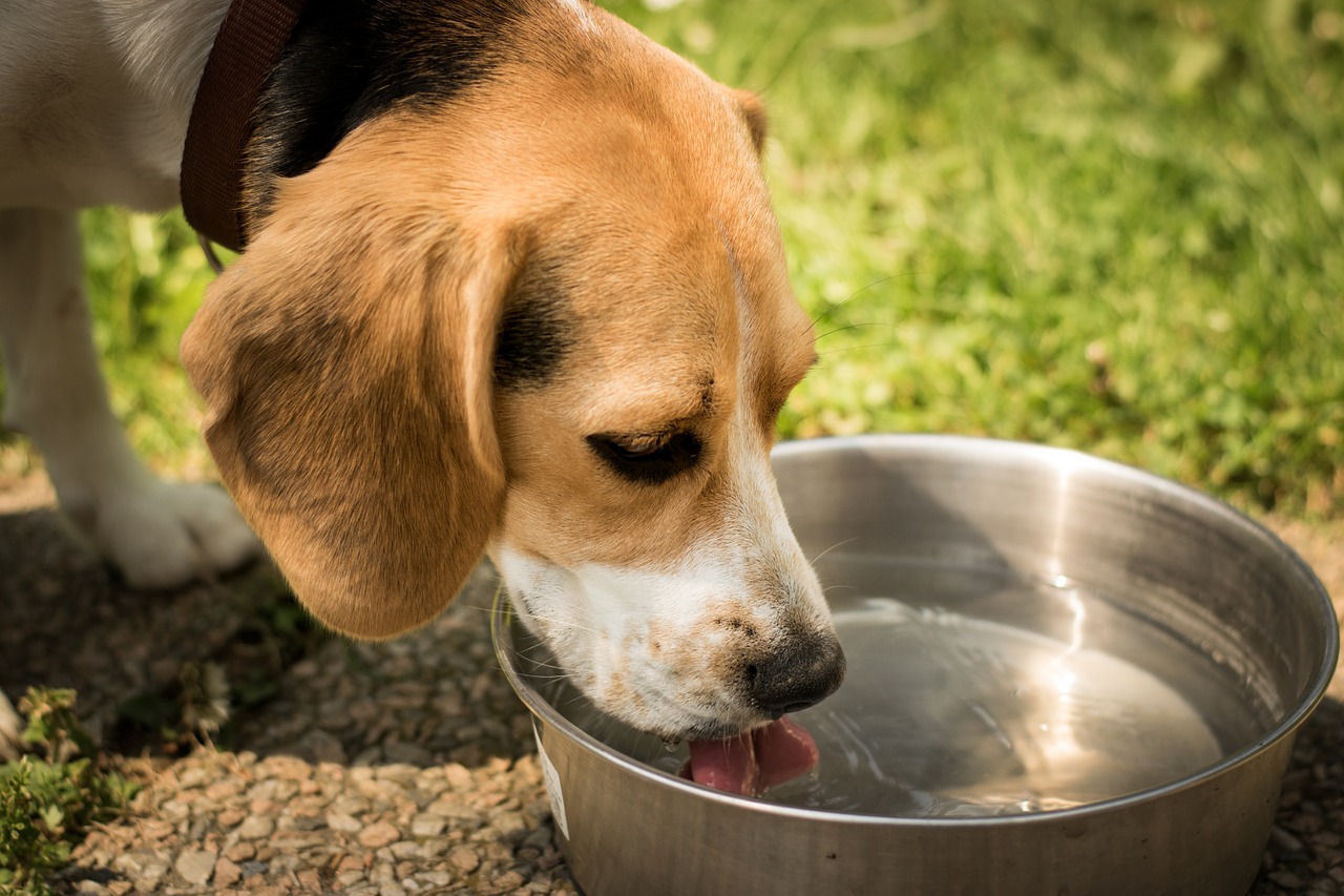 dog drink water free photo