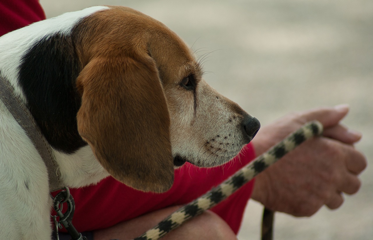 dog leaves companions free photo