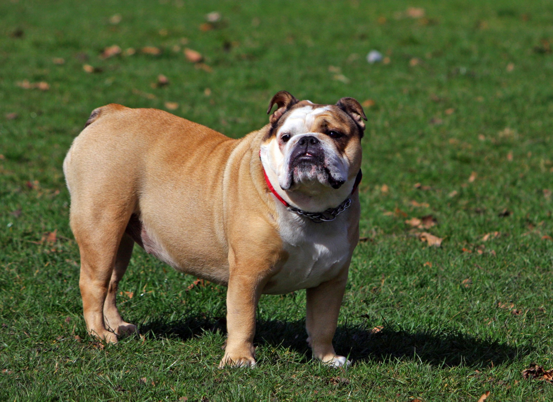 dog bulldog english bulldog free photo