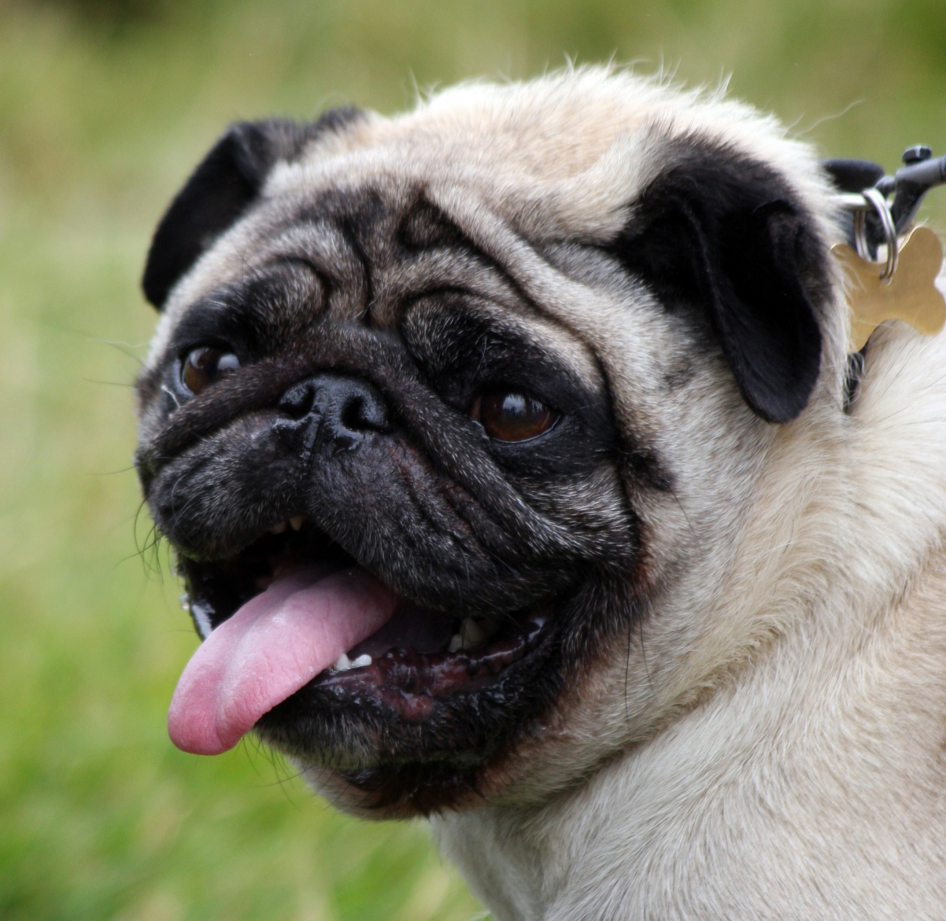 dog pug animal free photo