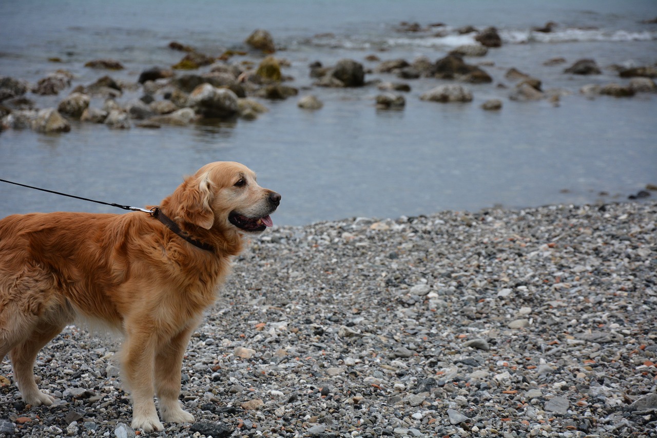 dog golden retriever sea dog free photo