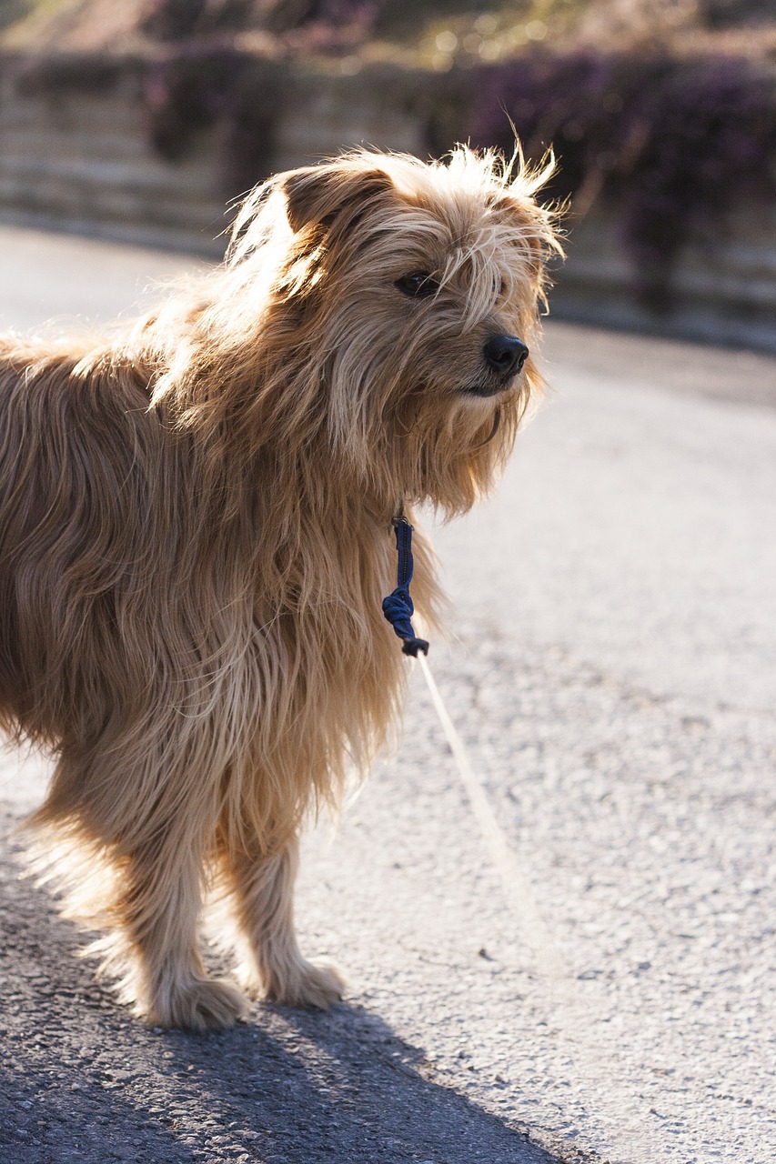 dog hybrid leash free photo