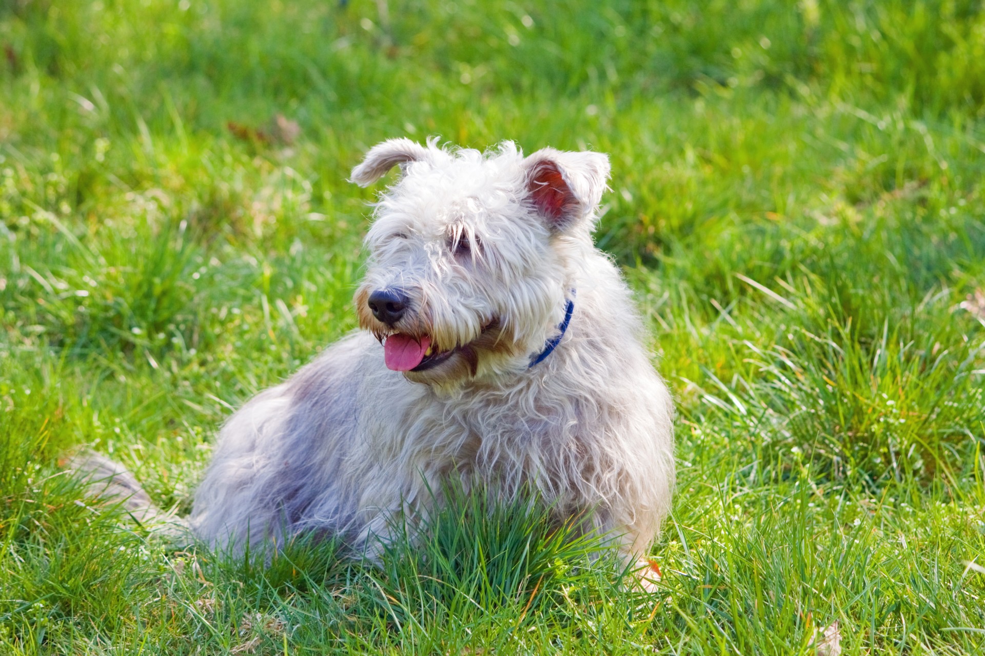 dog glen imaal terrier free photo