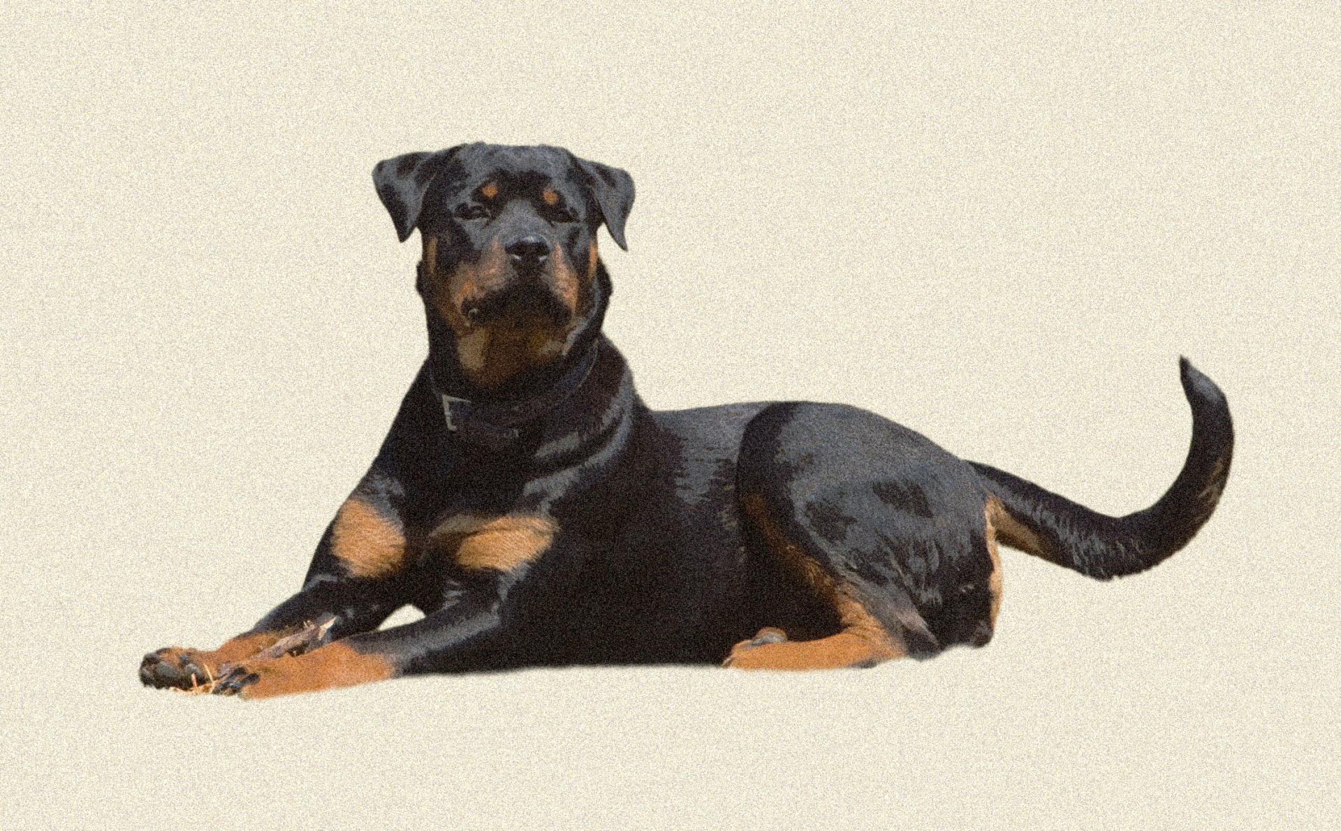 rottweiler dog canine free photo