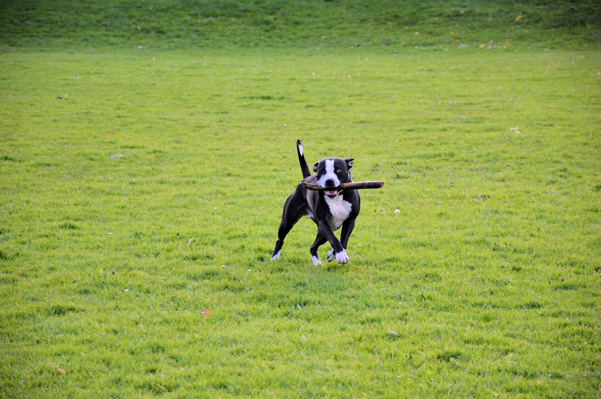 dog pet playing free photo