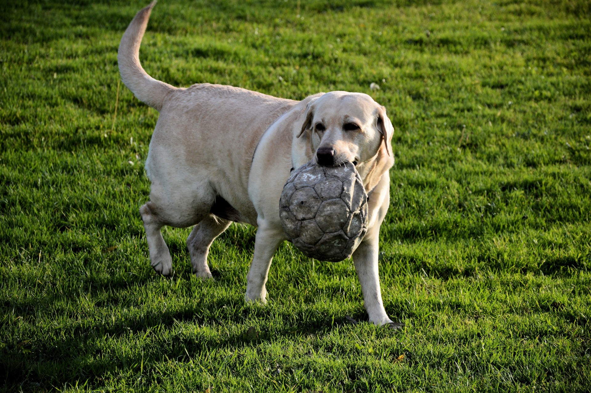 dog pet playing free photo