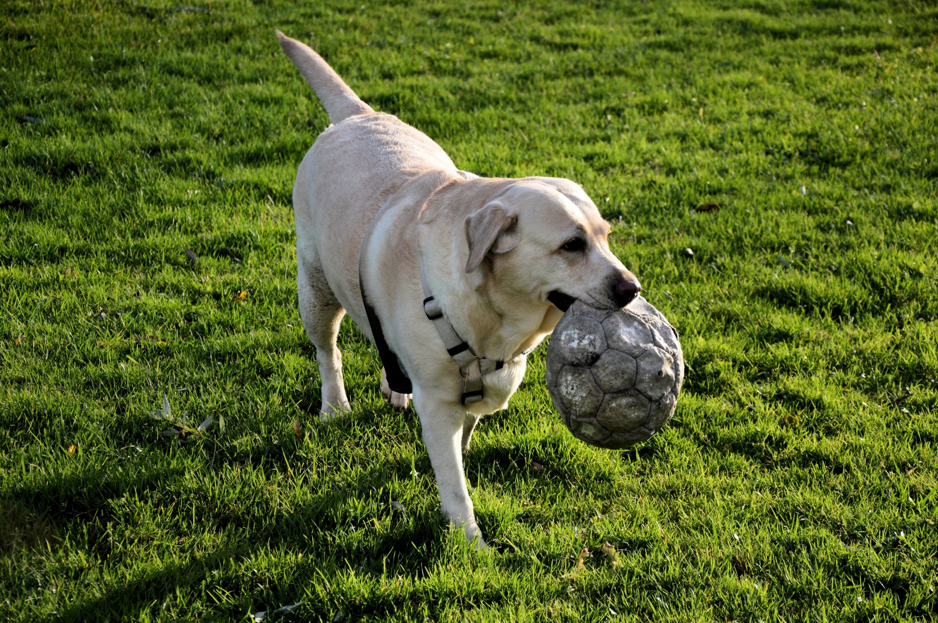 dog pet playing free photo