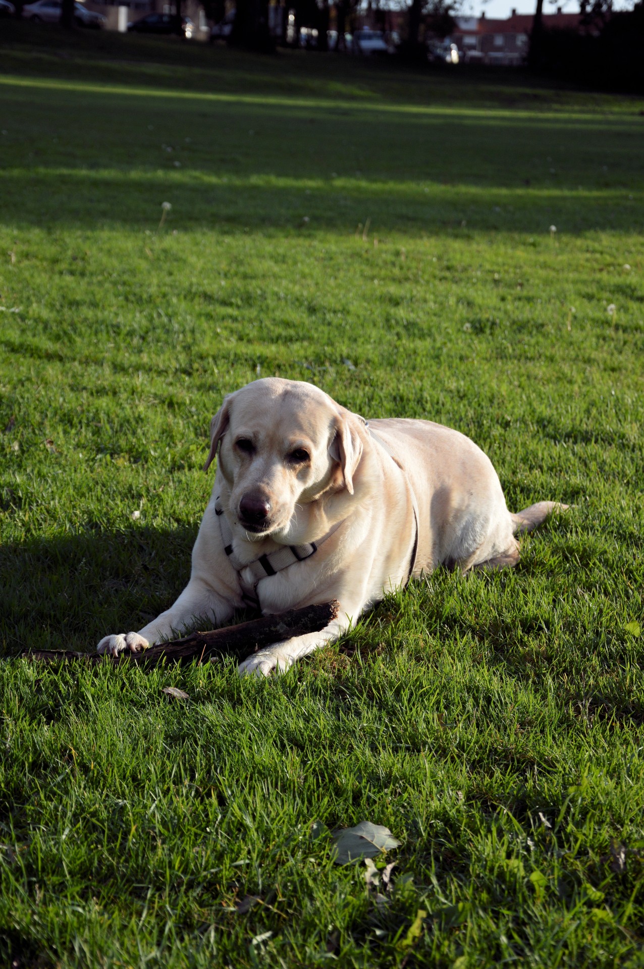 dog pet playing free photo