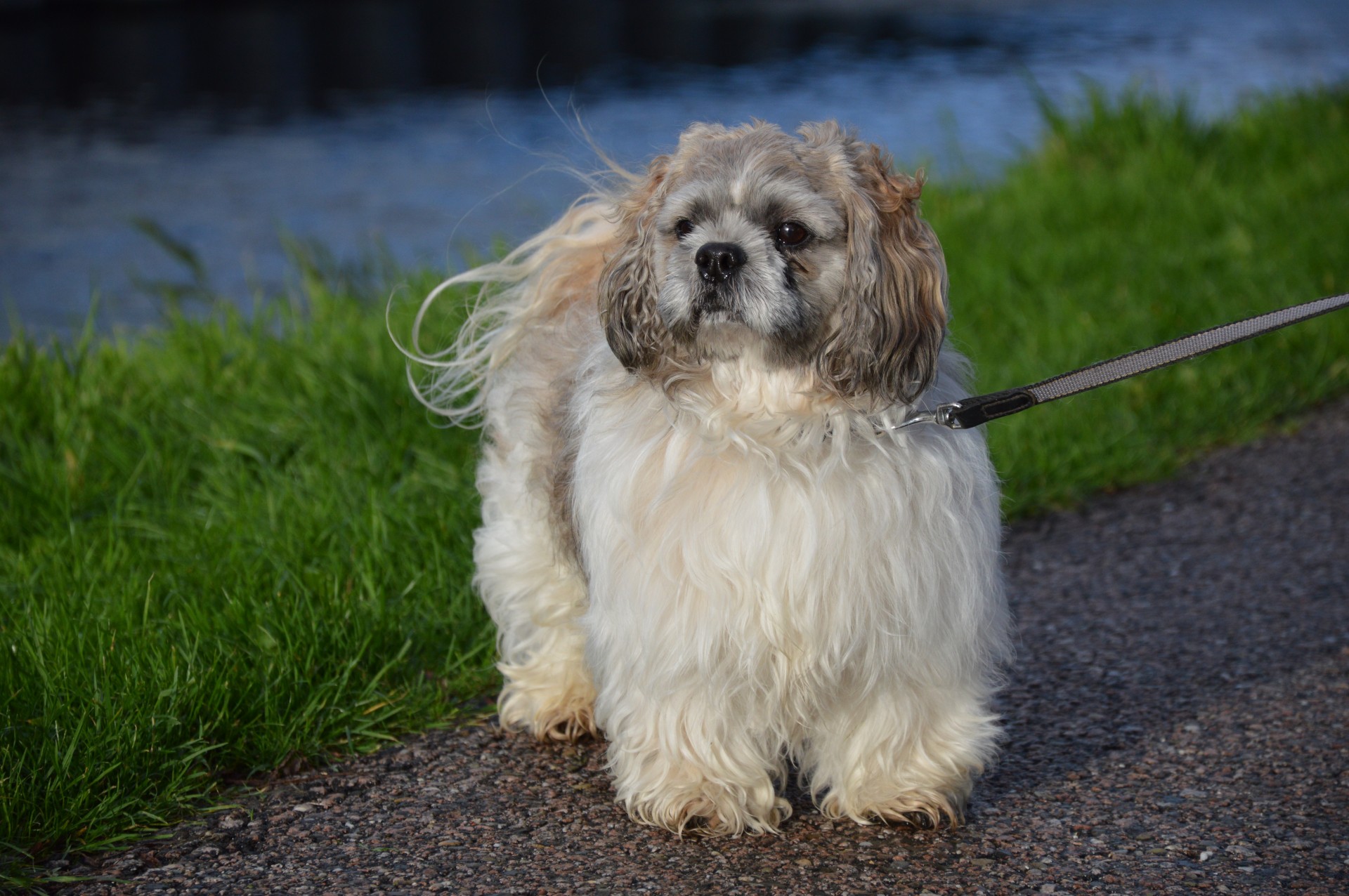 dog pet playing free photo