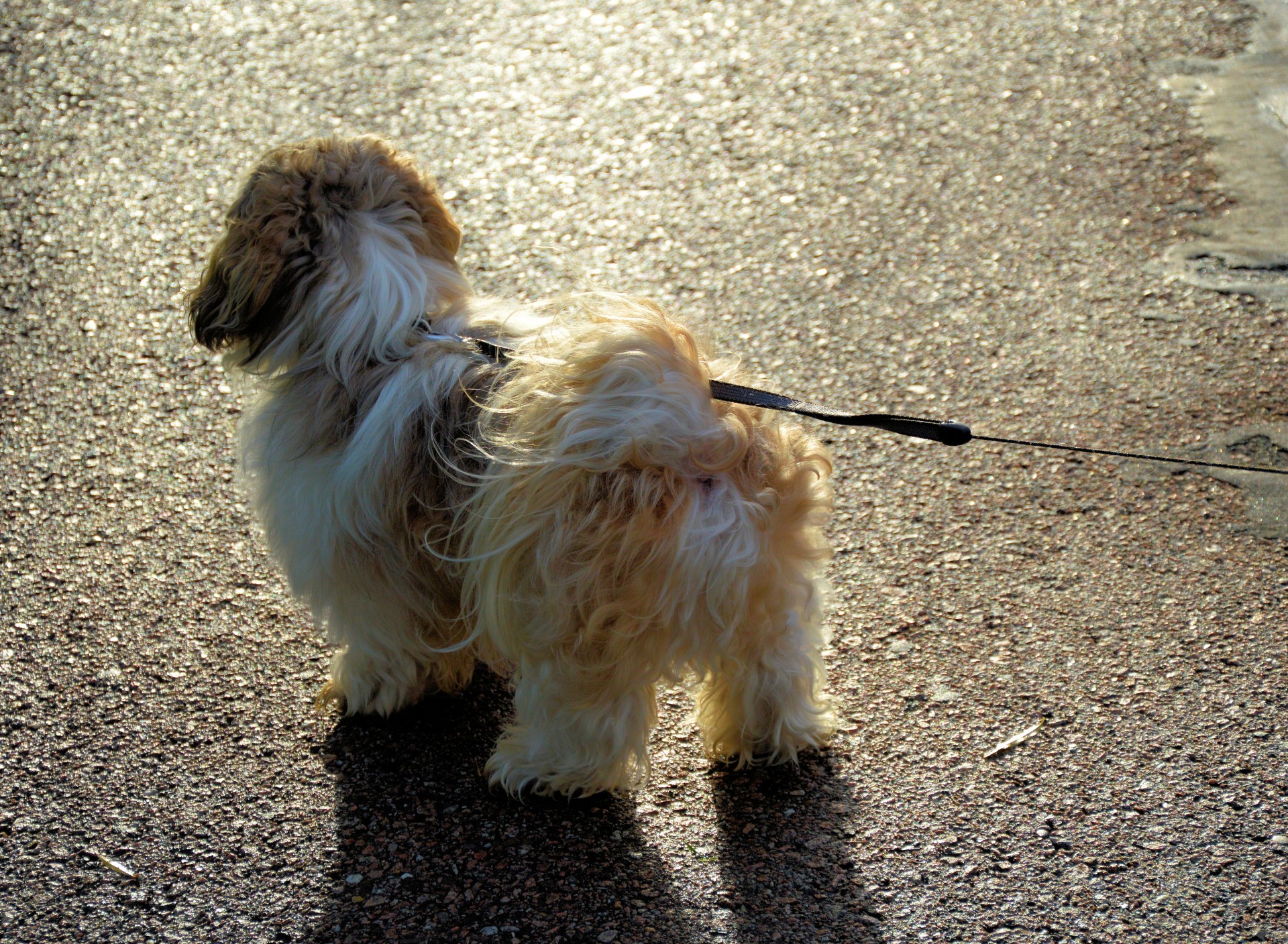 dog pet playing free photo