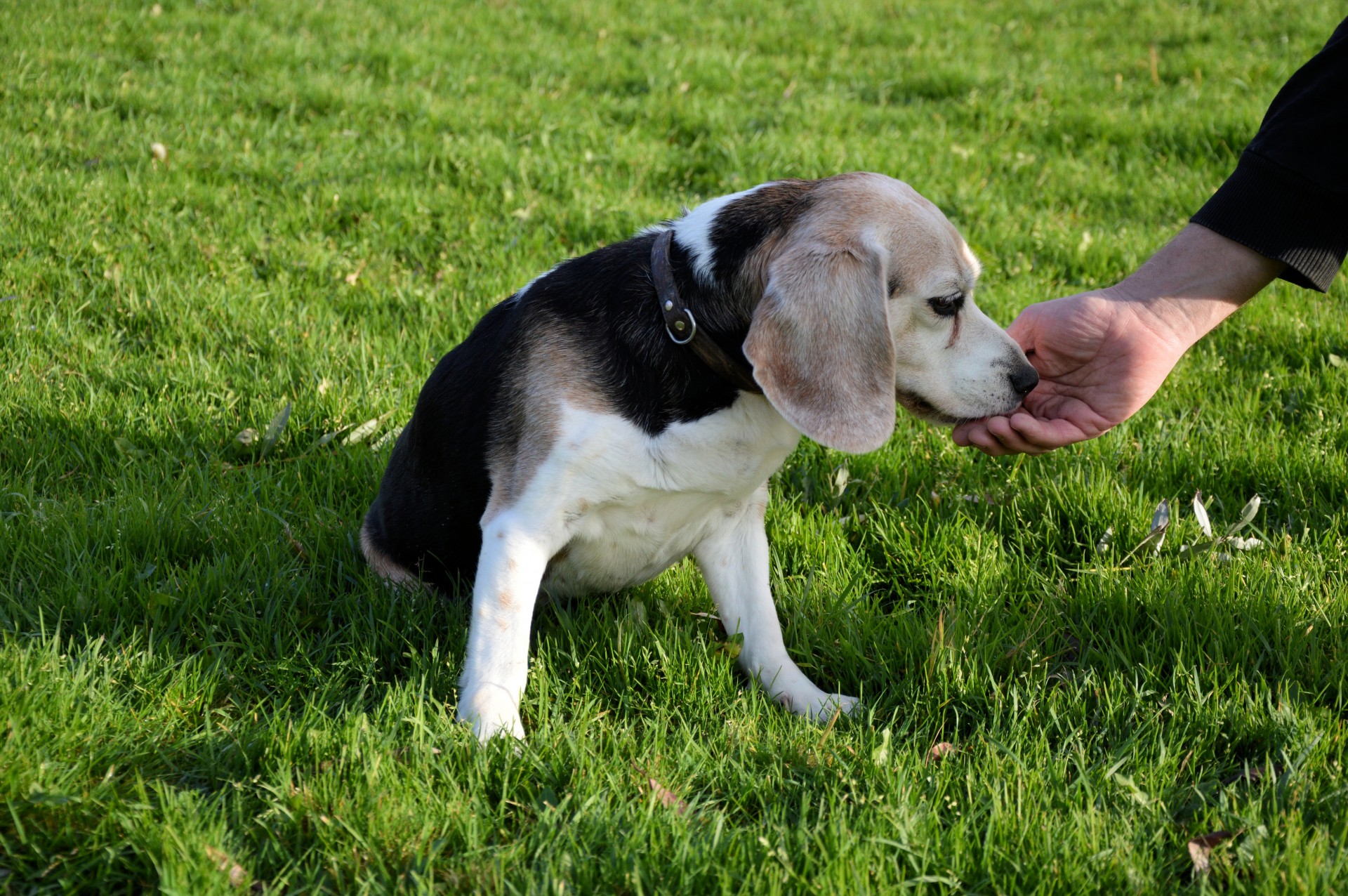 dog pet playing free photo