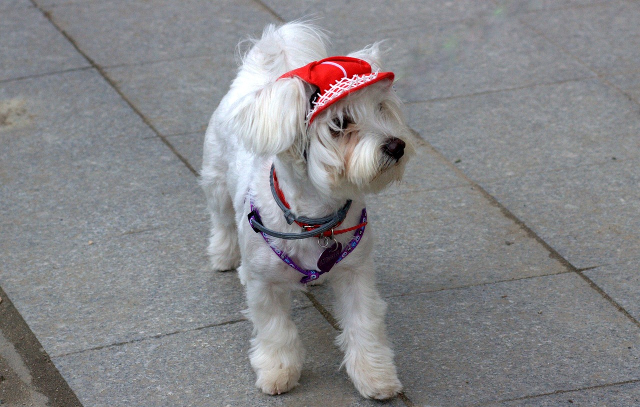 dog bichon white free photo