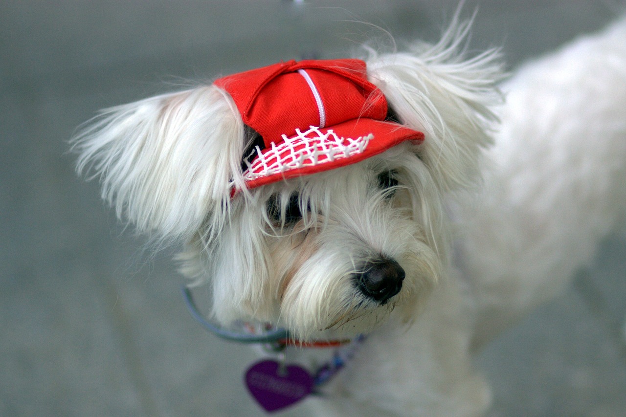 dog bichon white free photo