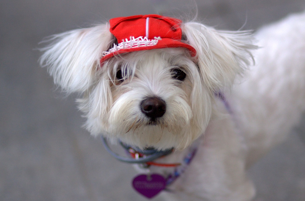 dog bichon white free photo