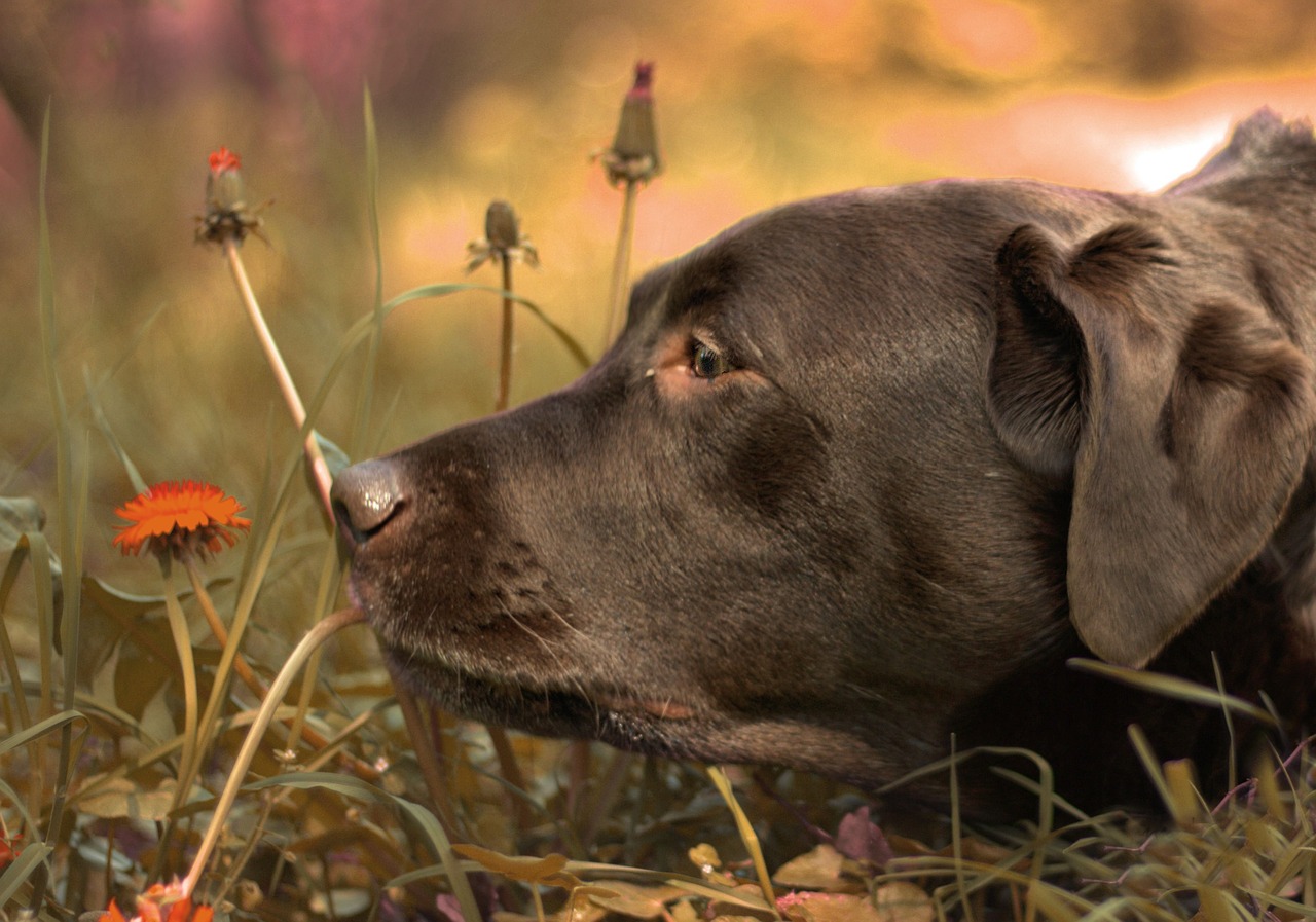 dog flowers grass free photo