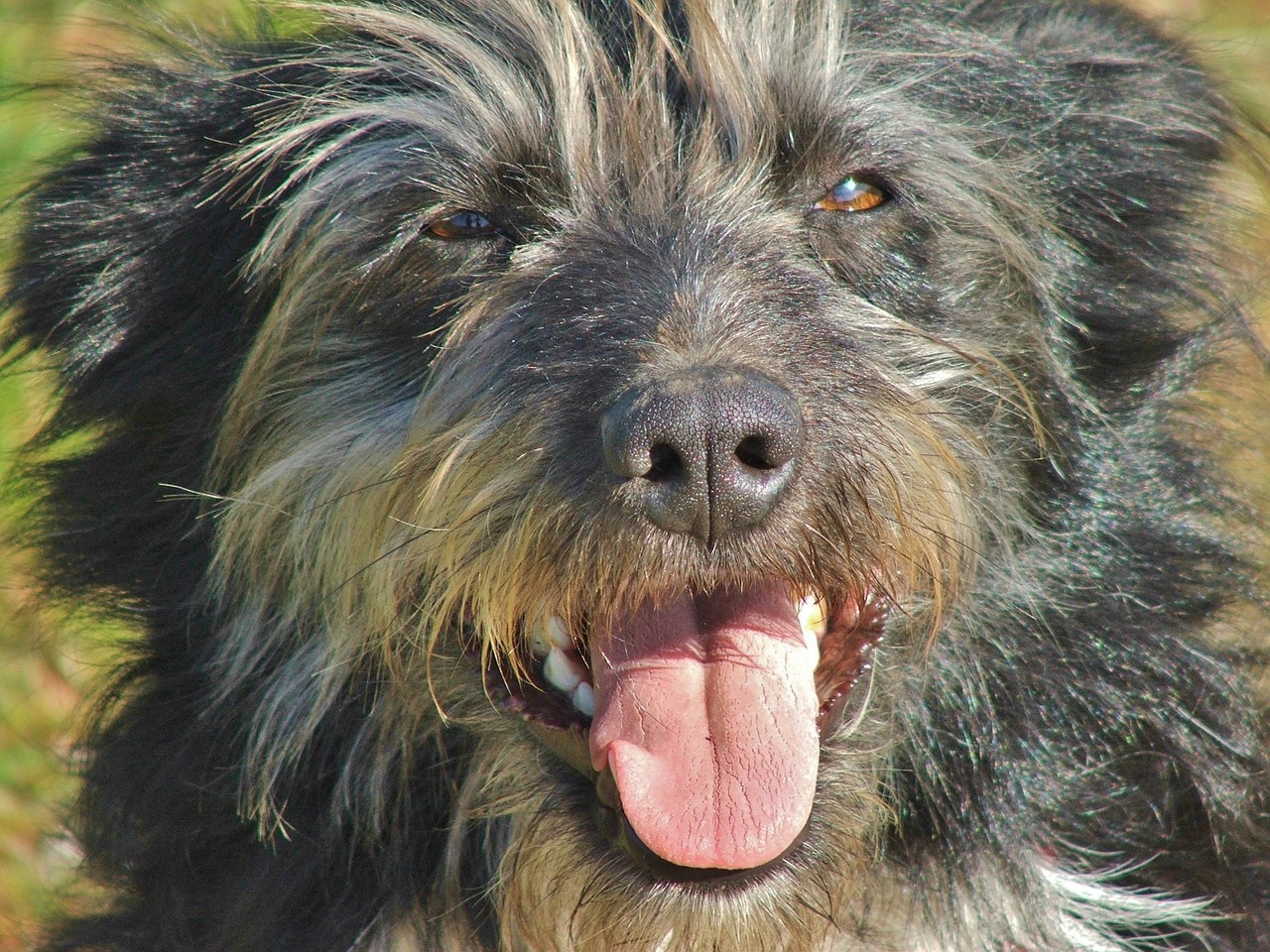 dog border collie free photo