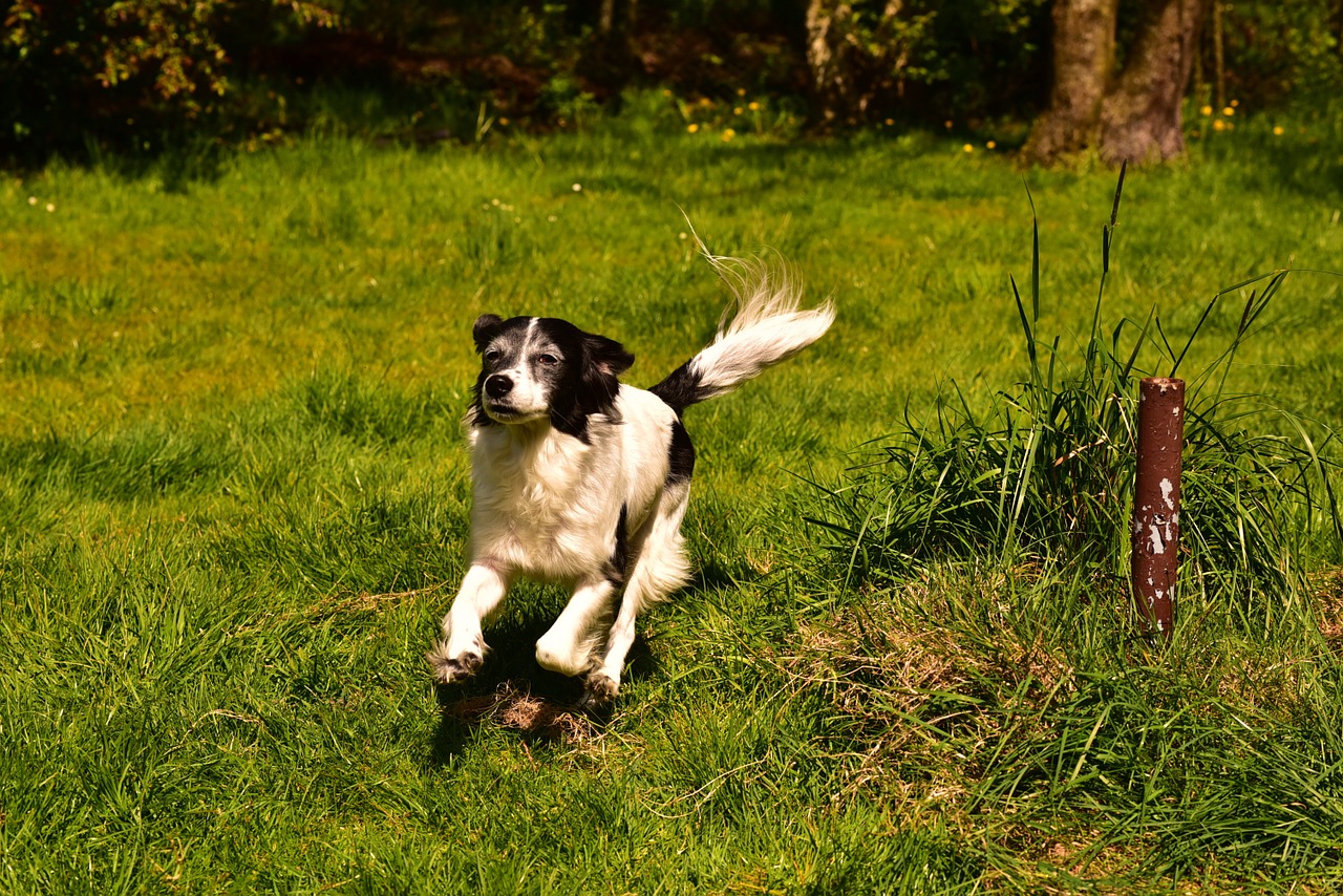 dog hybrid german longhaired pointer free photo