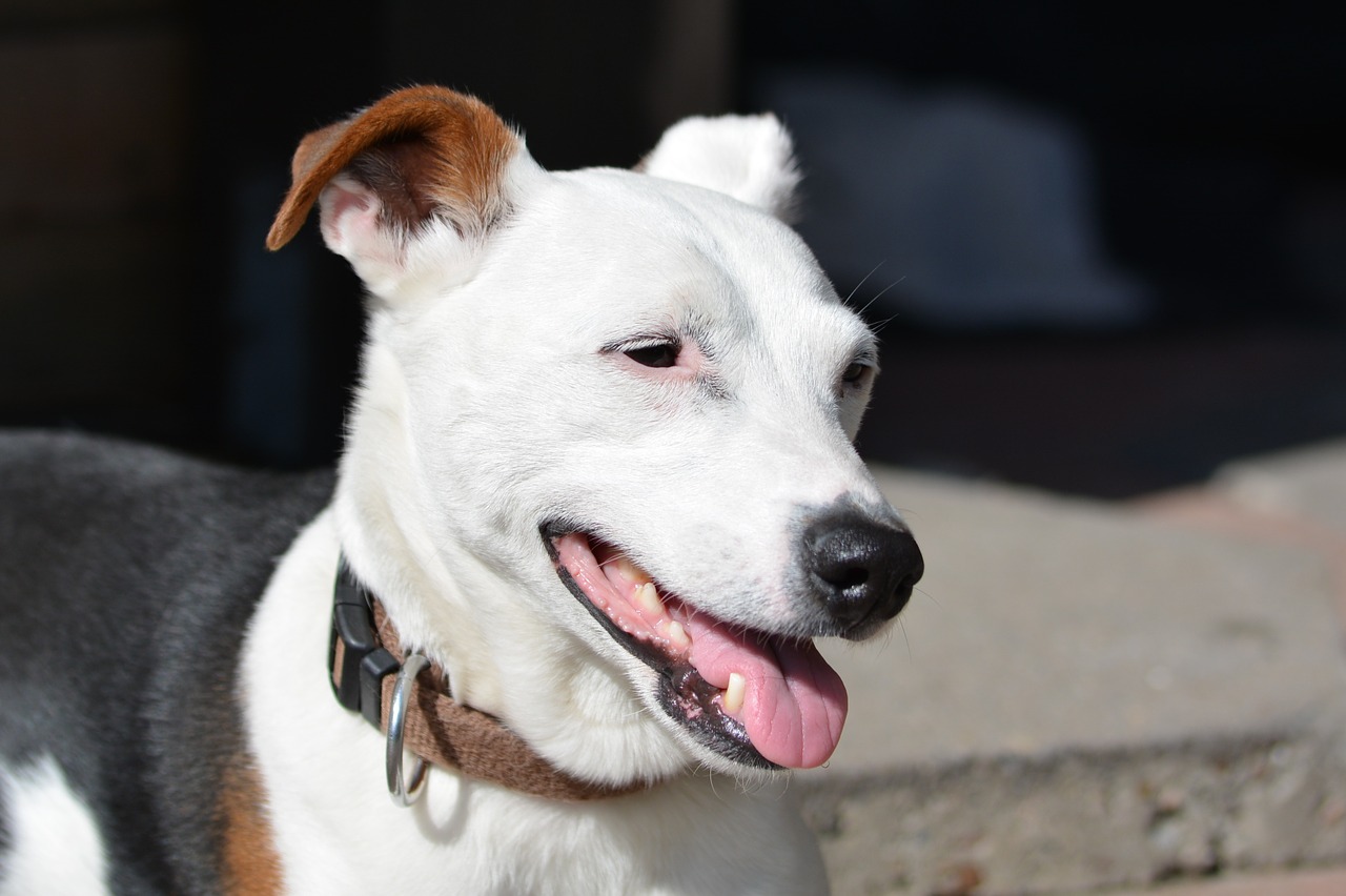 dog jack russell terrier free photo