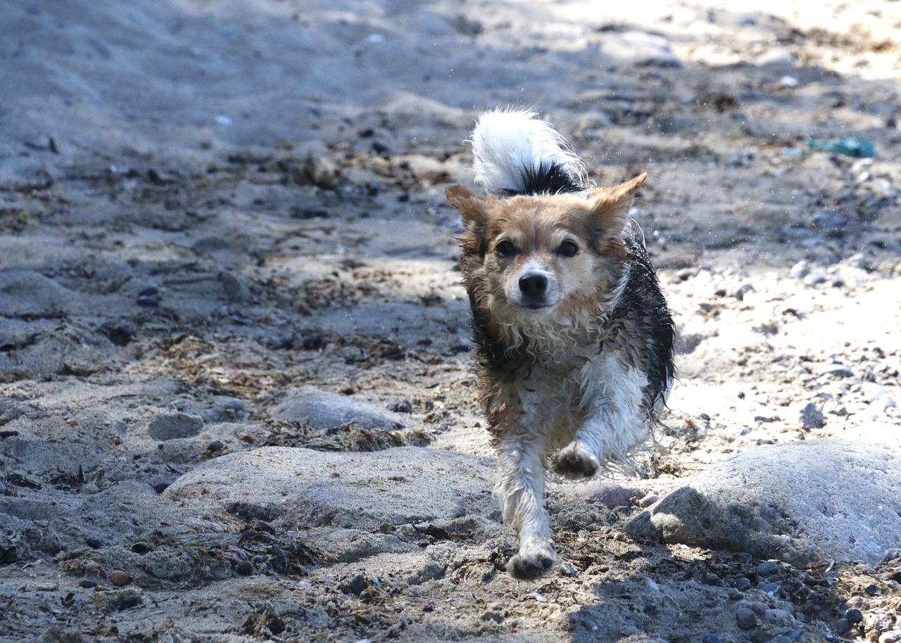 dog running pet free photo