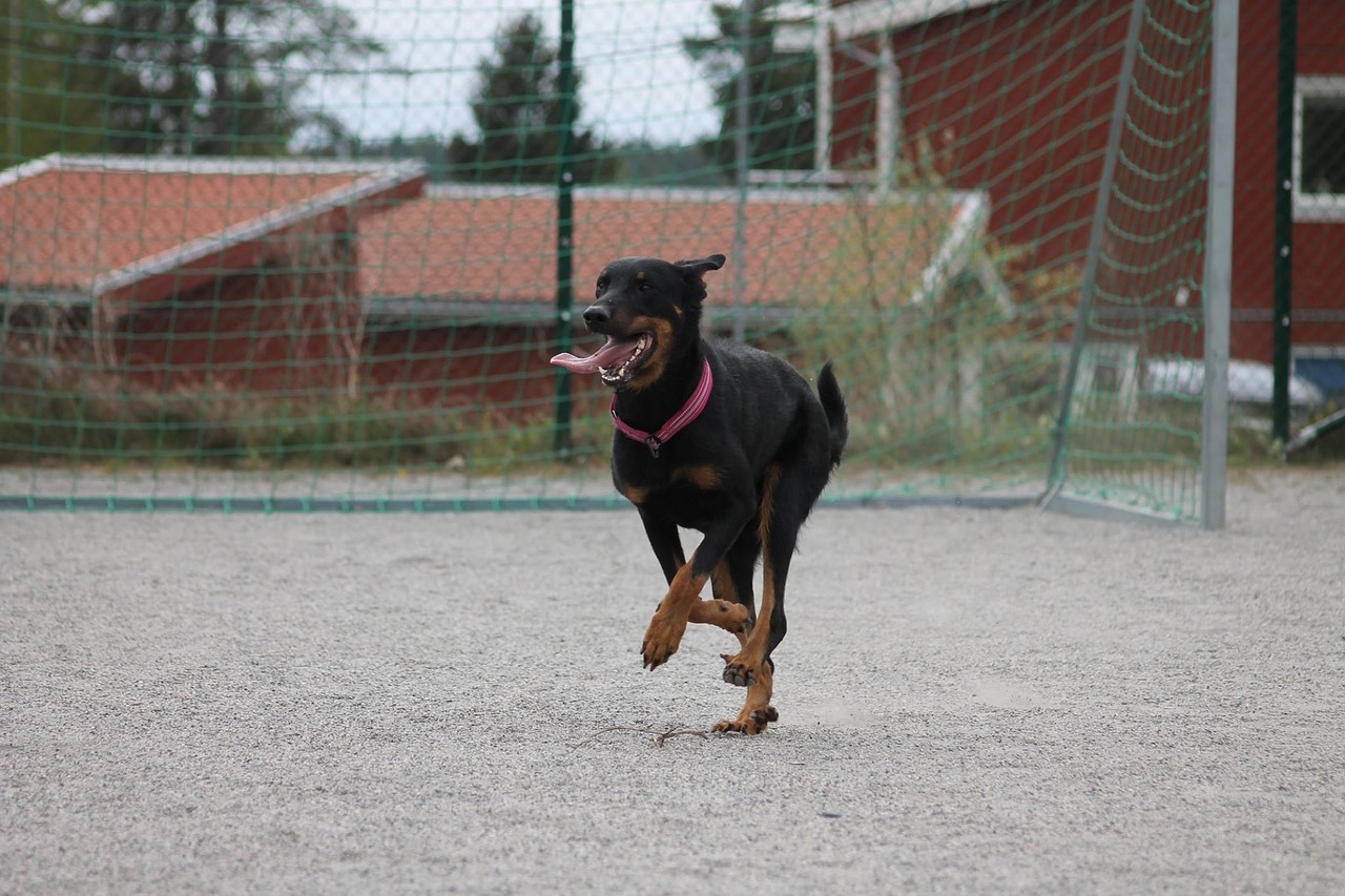 dog beauceron animal free photo