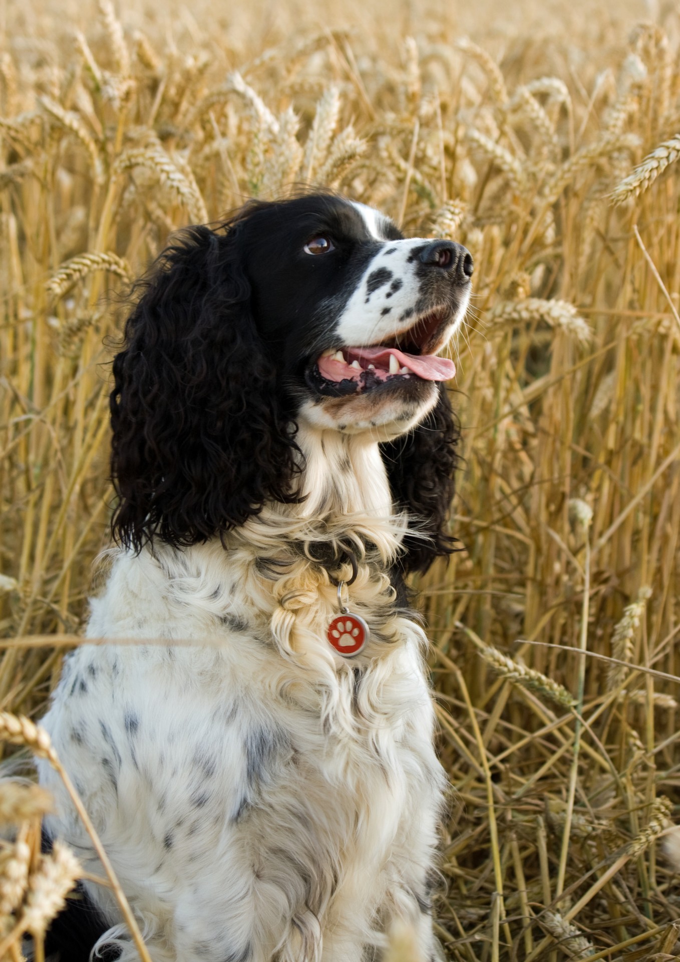 dog springer spaniel free photo