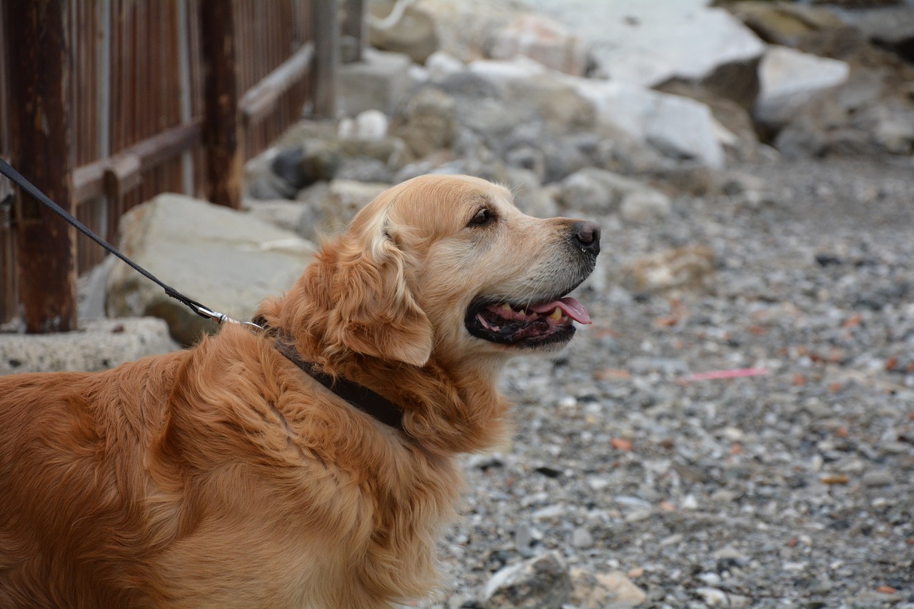 dog golden retriever sea dog free photo