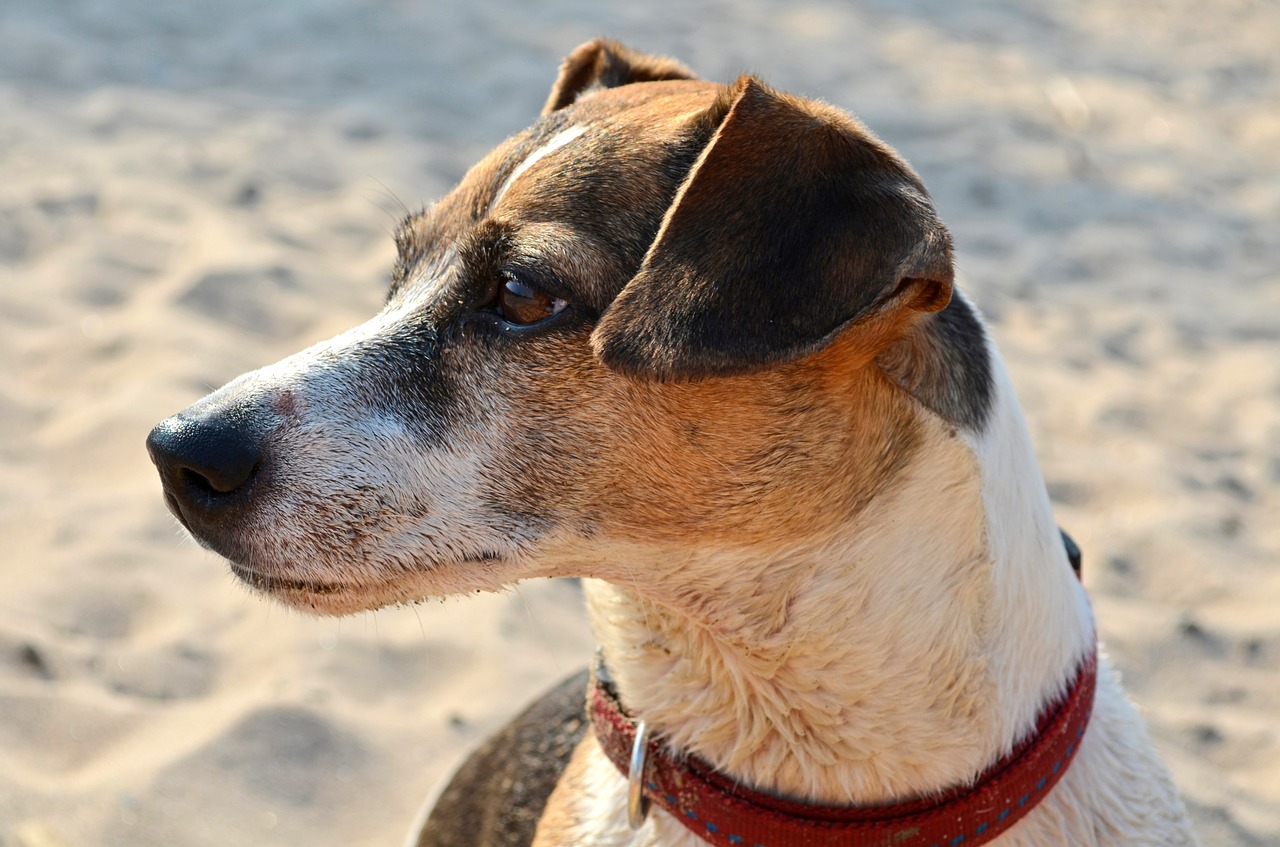 dog terrier beach free photo