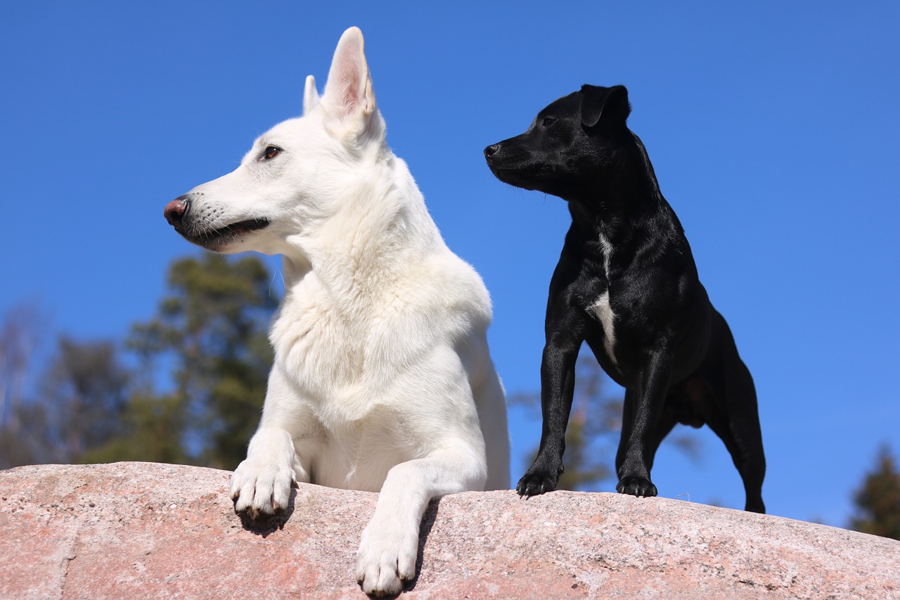 dogs shepherd dog pet free photo