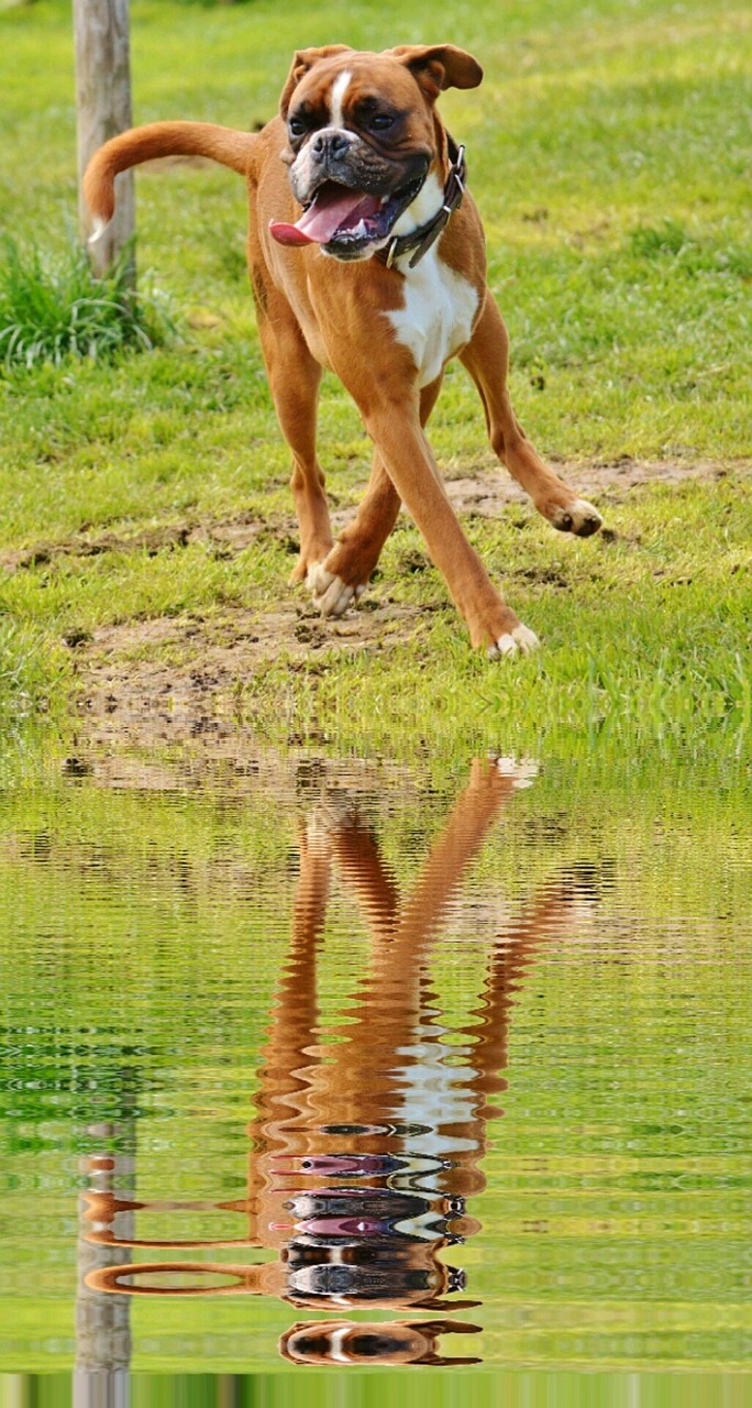 dog boxer water free photo