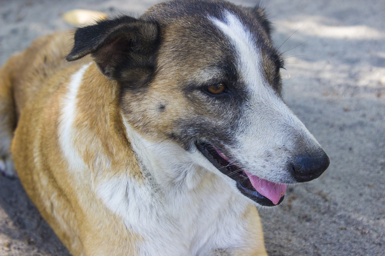 dog house dog old dog free photo