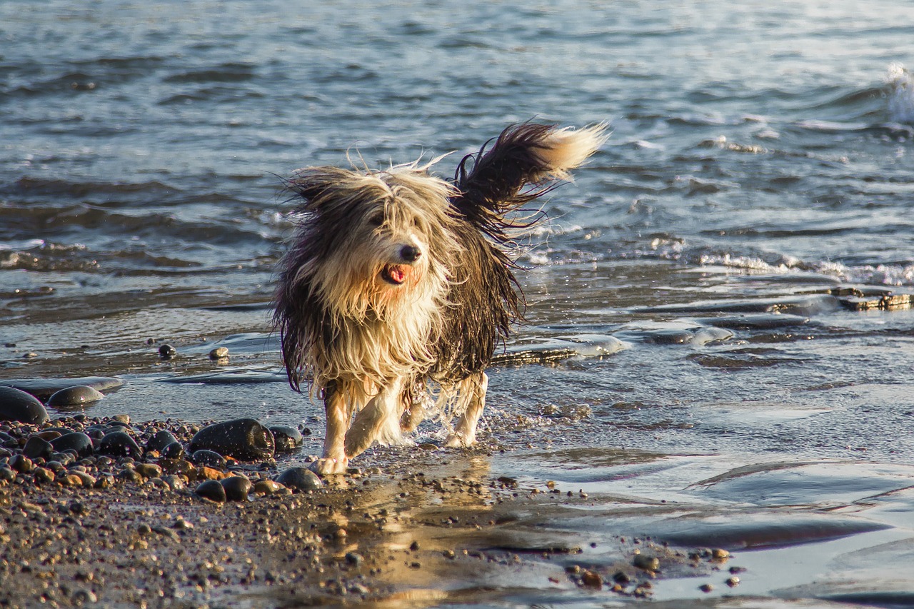 dog freedom water free photo