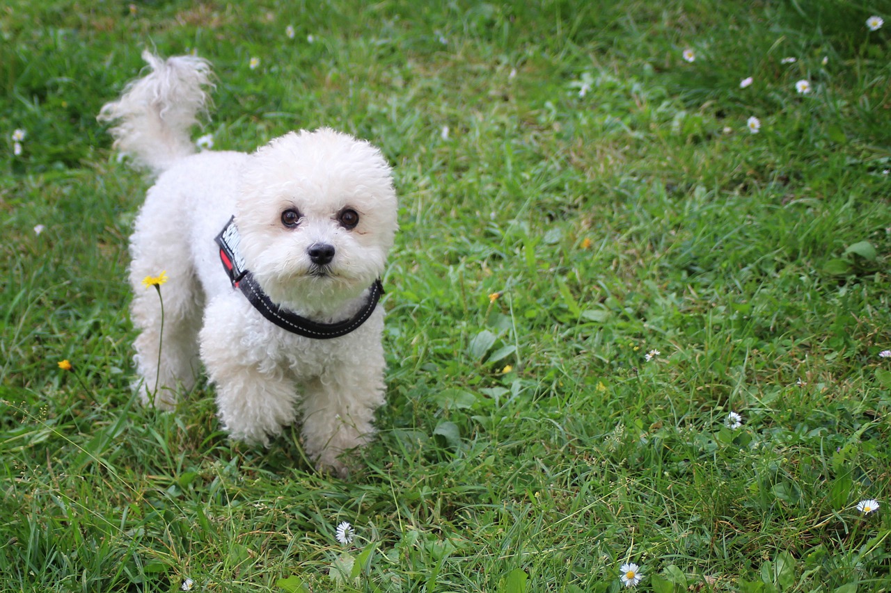 dog miniature poodle poodle free photo