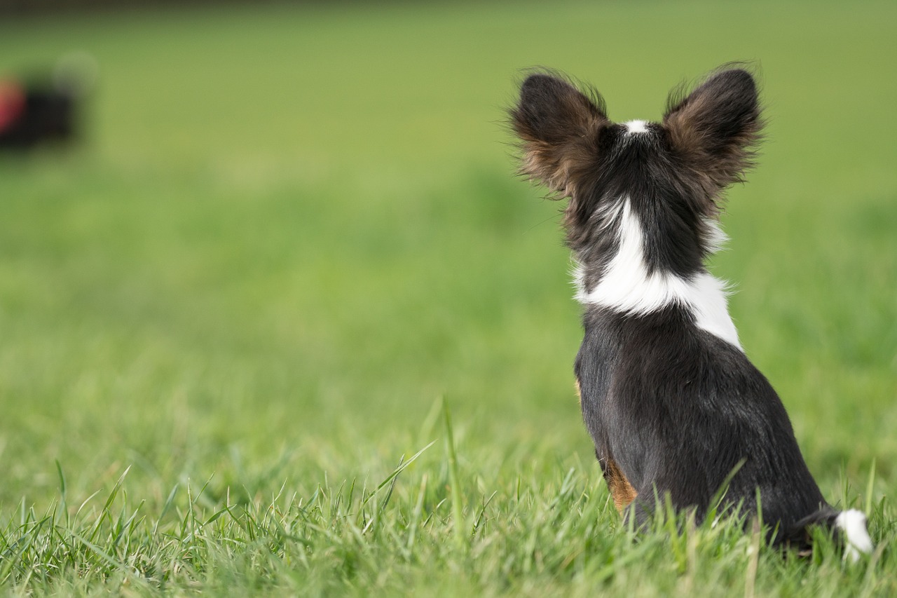 dog from the rear pet free photo