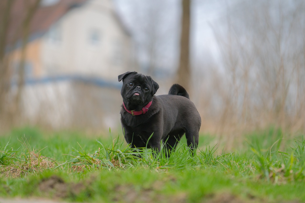 dog out meadow free photo