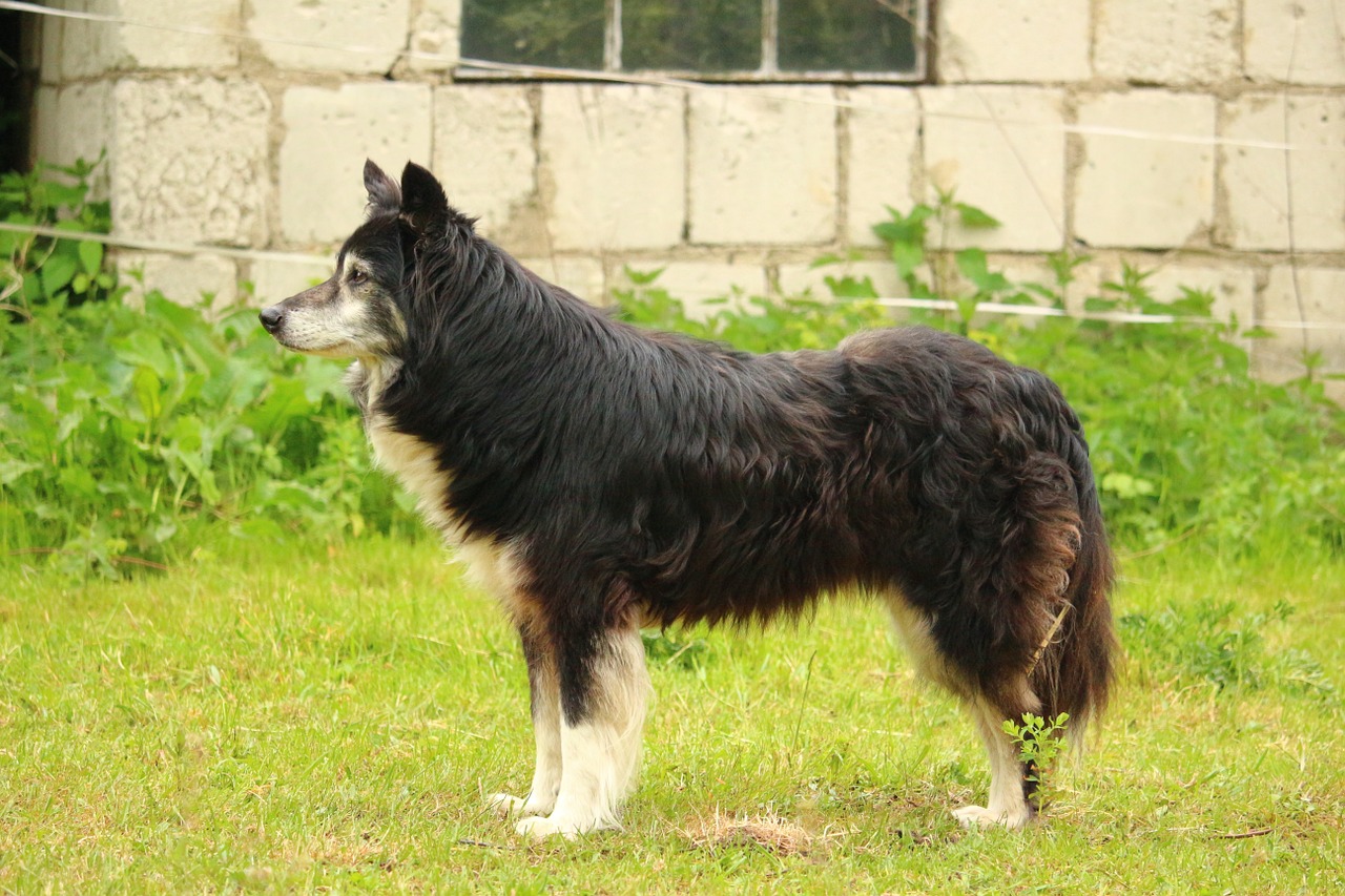 dog border border collie free photo